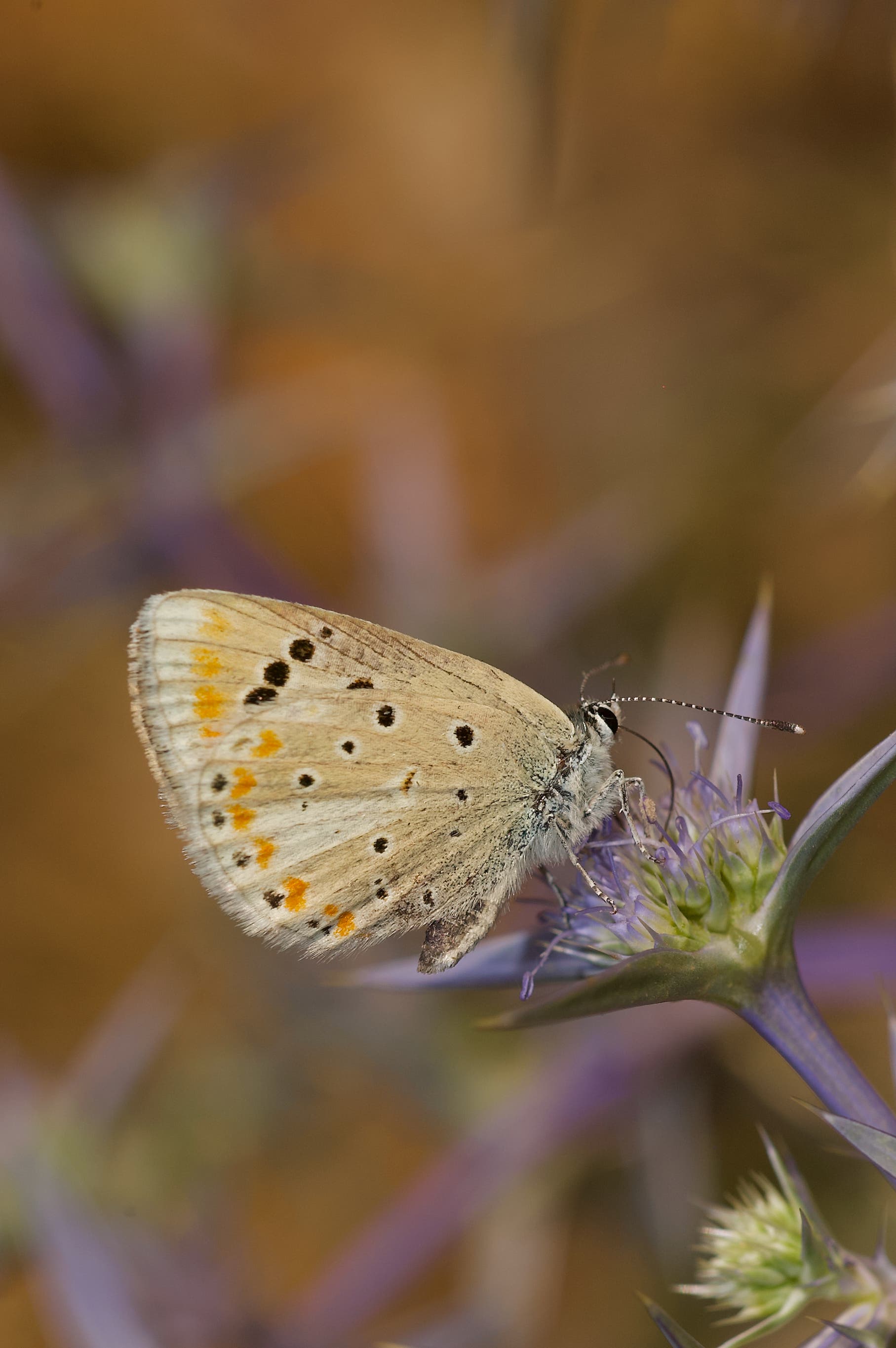 Ein Schmetterling mit orangefarbenen und schwarzen Flecken auf den Flügeln sitzt auf einer violetten Blüte. Der Hintergrund ist unscharf und in warmen Brauntönen gehalten, was den Fokus auf den Schmetterling und die Blume lenkt.