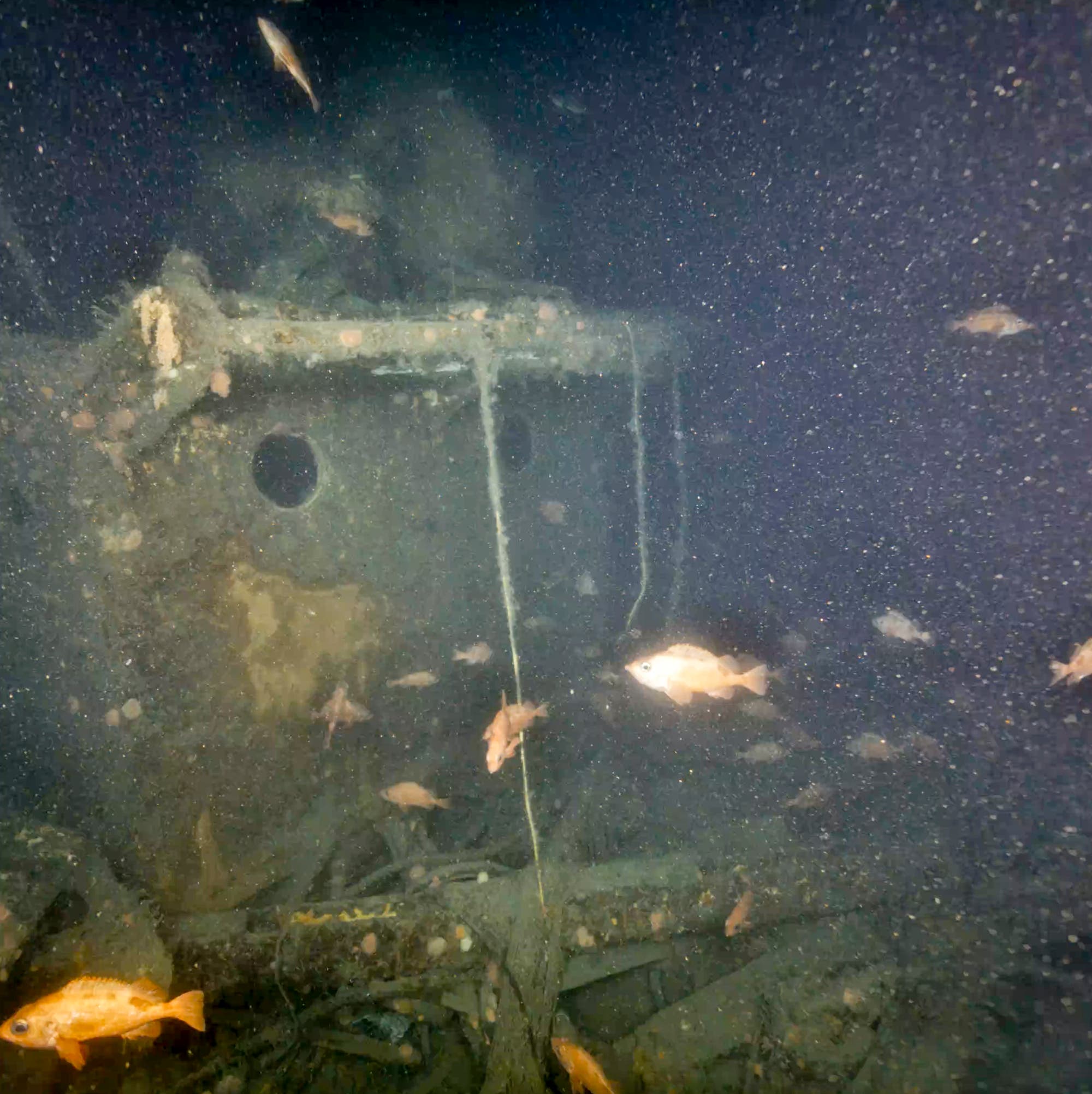 Unterwasseraufnahme eines Schiffswracks, umgeben von mehreren Fischen. Die Struktur des Wracks ist teilweise mit Algen und Sedimenten bedeckt. Die Umgebung ist dunkel und tr&uuml;b, was auf die Tiefe und die Bedingungen des Meeresbodens hinweist. Fische schwimmen in verschiedenen Richtungen um das Wrack herum.