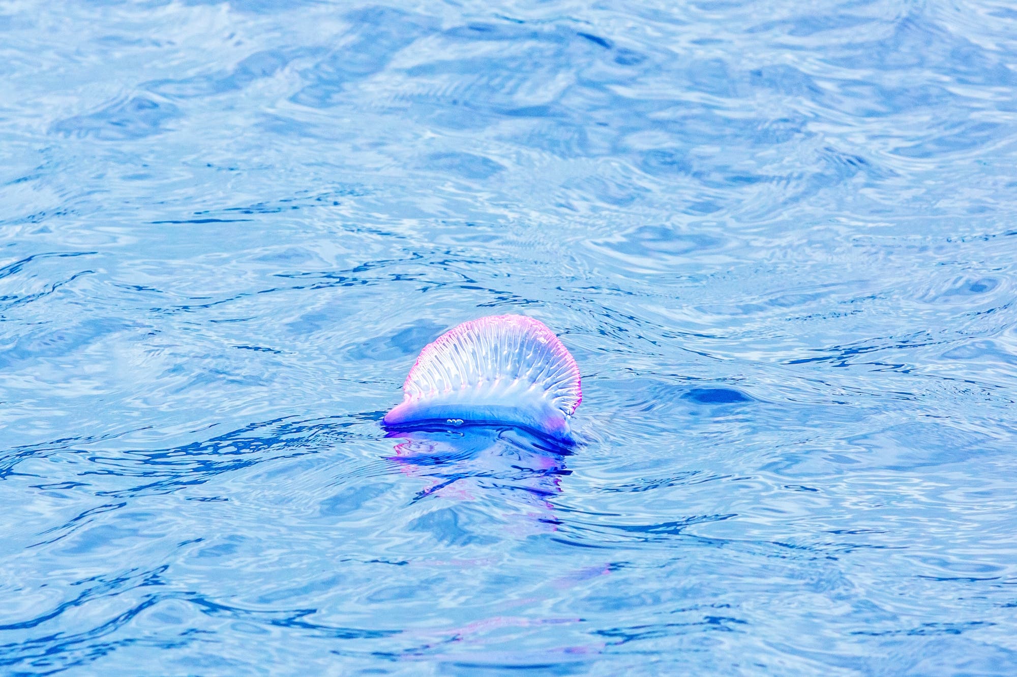 Der blauviolette Schwimmkörper einer Portugiesischen Galeere treibt auf den Wellen