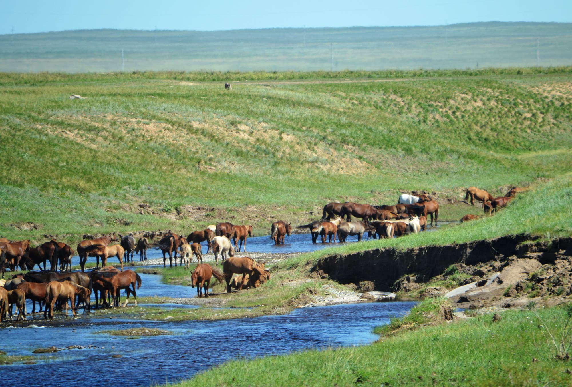 Pferdeherde in Zentralasien