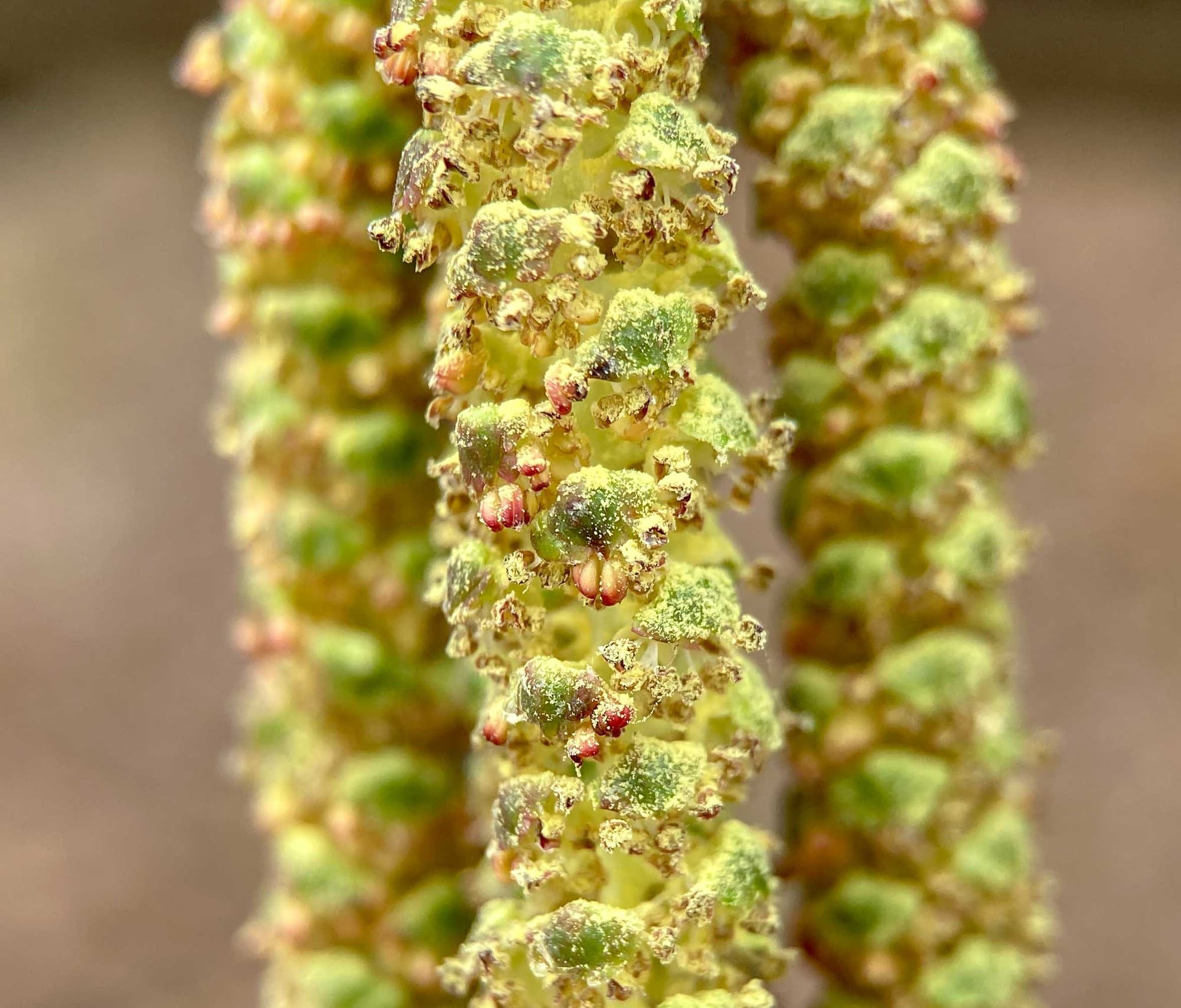 Nahaufnahme einer Purpurerlenblüte mit gelblich grünen Blütenständen, die dicht mit kleinen, rötlichen Blüten bedeckt sind. Der Hintergrund ist unscharf, wodurch die Details der Blüte hervorgehoben werden.