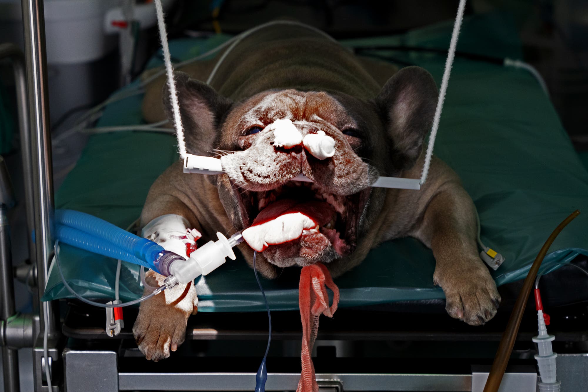 Bulldogge Leo mit Maulsperre nach der OP