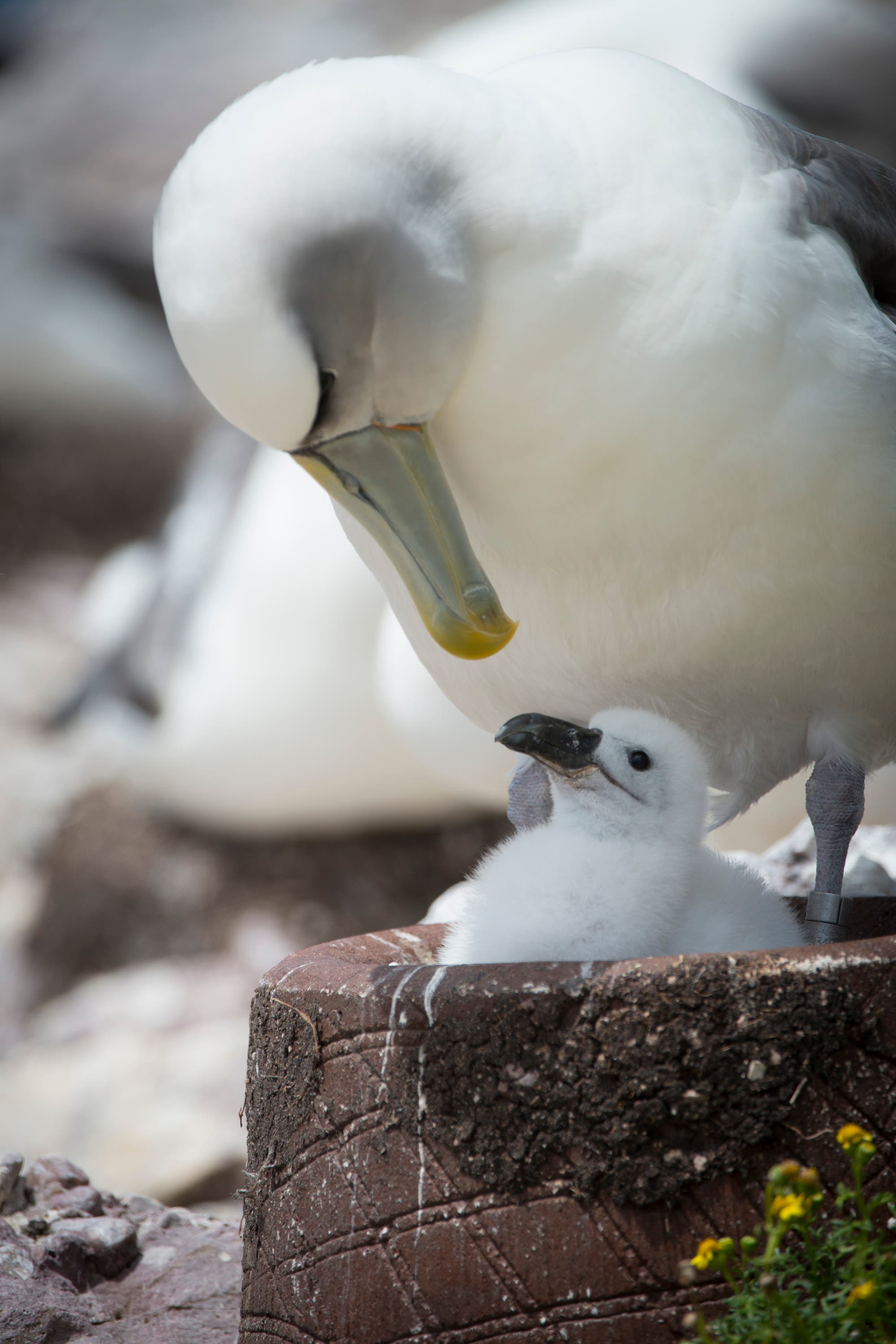 Ein australischer Albatross sitzt auf einem künstlichen Nest und füttert sein Küken