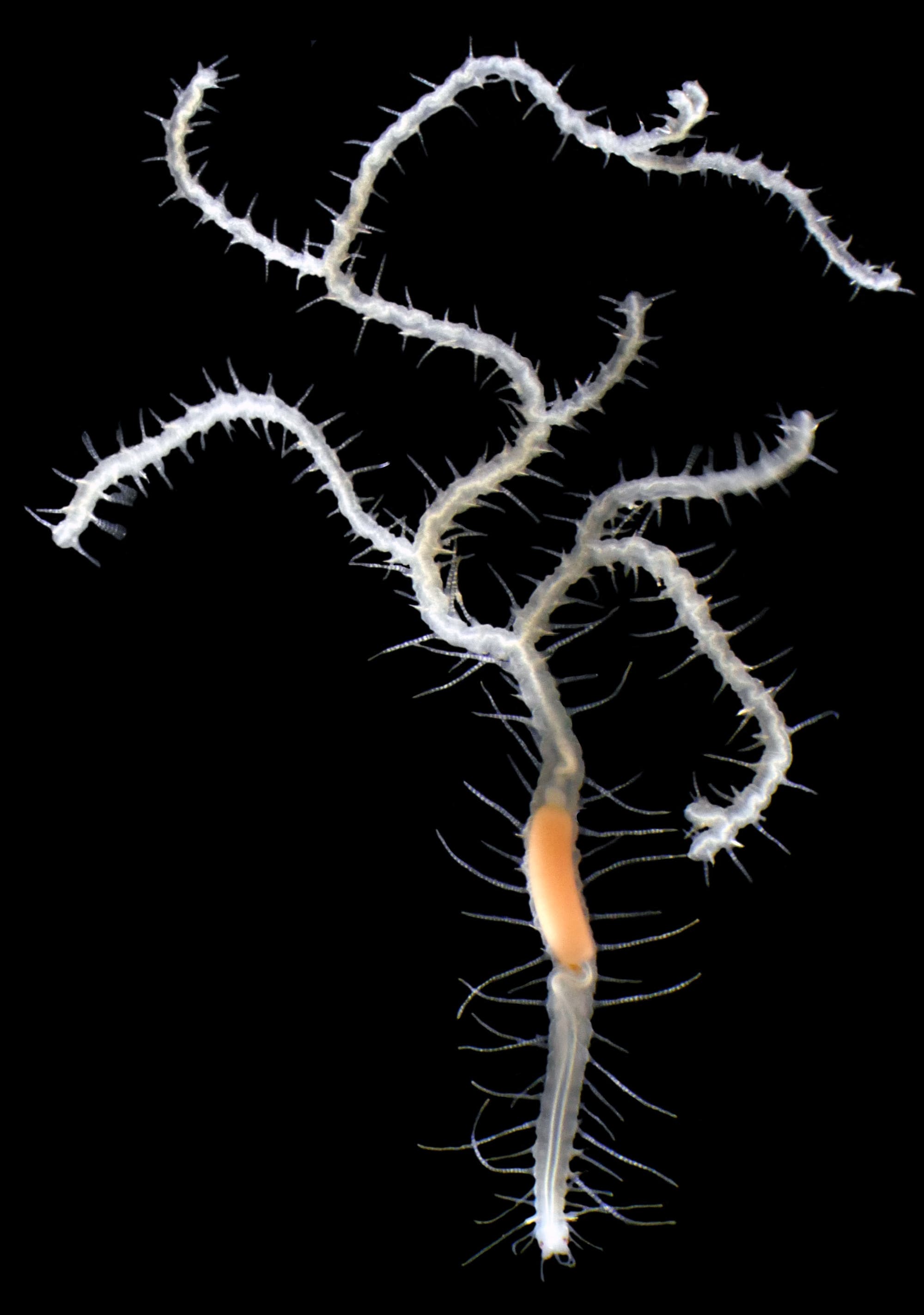 Ein weißer, verzweigter Ringelwurm mit zahlreichen Borsten auf schwarzem Hintergrund. Der Wurm hat einen orangefarbenen Abschnitt in der Mitte seines Körpers. Ein weißer, verzweigter Ringelwurm mit zahlreichen Borsten auf schwarzem Hintergrund. Der Wurm hat einen orangefarbenen Abschnitt in der Mitte seines Körpers.