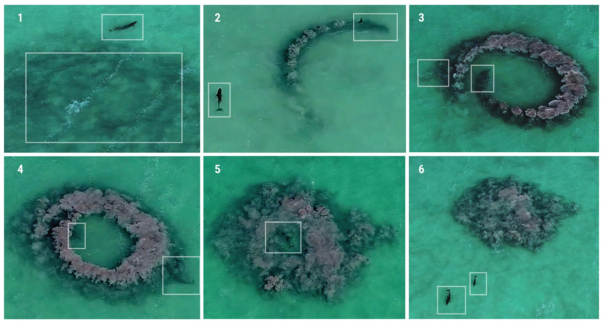 Sechs Luftaufnahmen von Delfinen in flachem, türkisfarbenem Wasser, die verschiedene Verhaltensmuster zeigen. Bild (a) zeigt einen Delfin, der sich in einer geraden Linie bewegt. Bild (b) zeigt einen Delfin in einer gebogenen Formation. Bild (c) zeigt einen Delfin, der einen vollständigen Kreis bildet. Bild (d) zeigt eine kreisförmige Formation aus Sand und Wasser. Bild (e) zeigt eine unregelmäßige Formation. Bild (f) zeigt zwei Delfine, die sich voneinander entfernen. Die Bilder sind in einem Raster von zwei Reihen und drei Spalten angeordnet.
