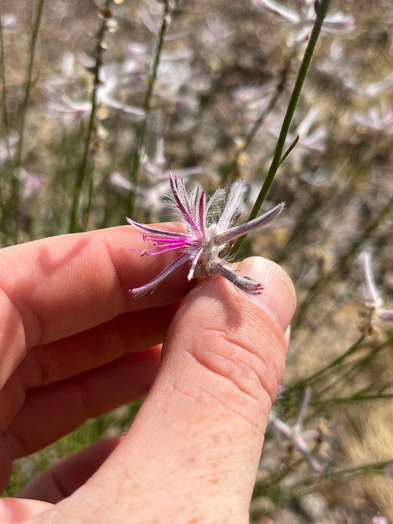 Nahaufnahme einer Hand, die eine kleine, zarte Blume mit wei&szlig;en und rosa Bl&uuml;tenbl&auml;ttern h&auml;lt. Die Blume hat feine, haar&auml;hnliche Strukturen. Im Hintergrund sind unscharf weitere &auml;hnliche Pflanzen zu sehen, die in einer nat&uuml;rlichen Umgebung wachsen. Die Szene wird von Sonnenlicht beleuchtet, das die Details der Blume hervorhebt.
