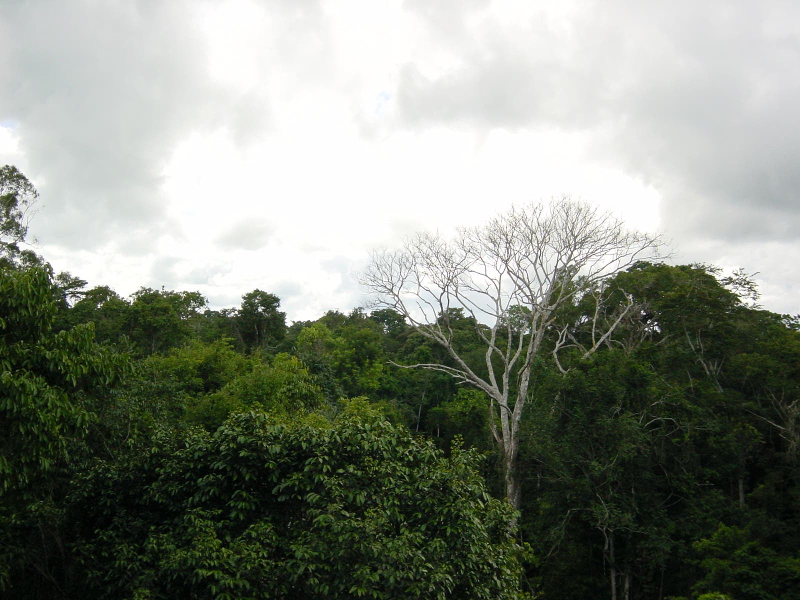 Kronendach eines tropischen Regenwaldes