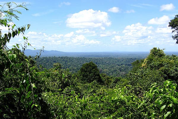 Regenwald in Surinam