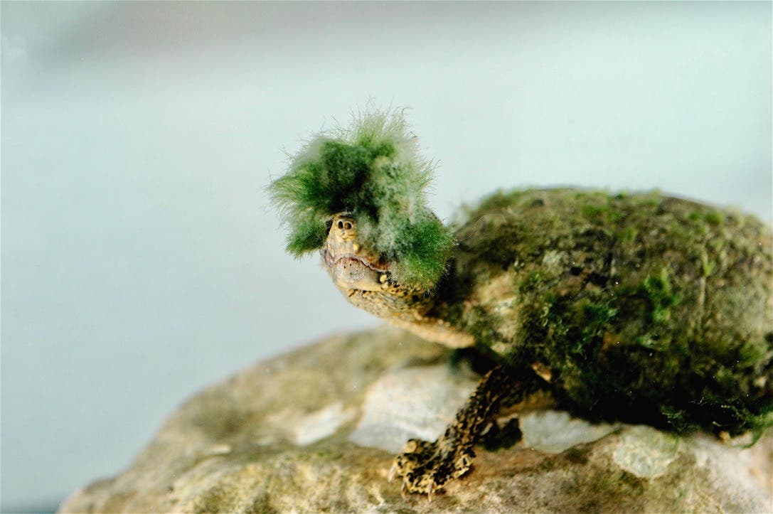Eine moosbewachsene Schildkröte der Art Sternotherus odoratus.
