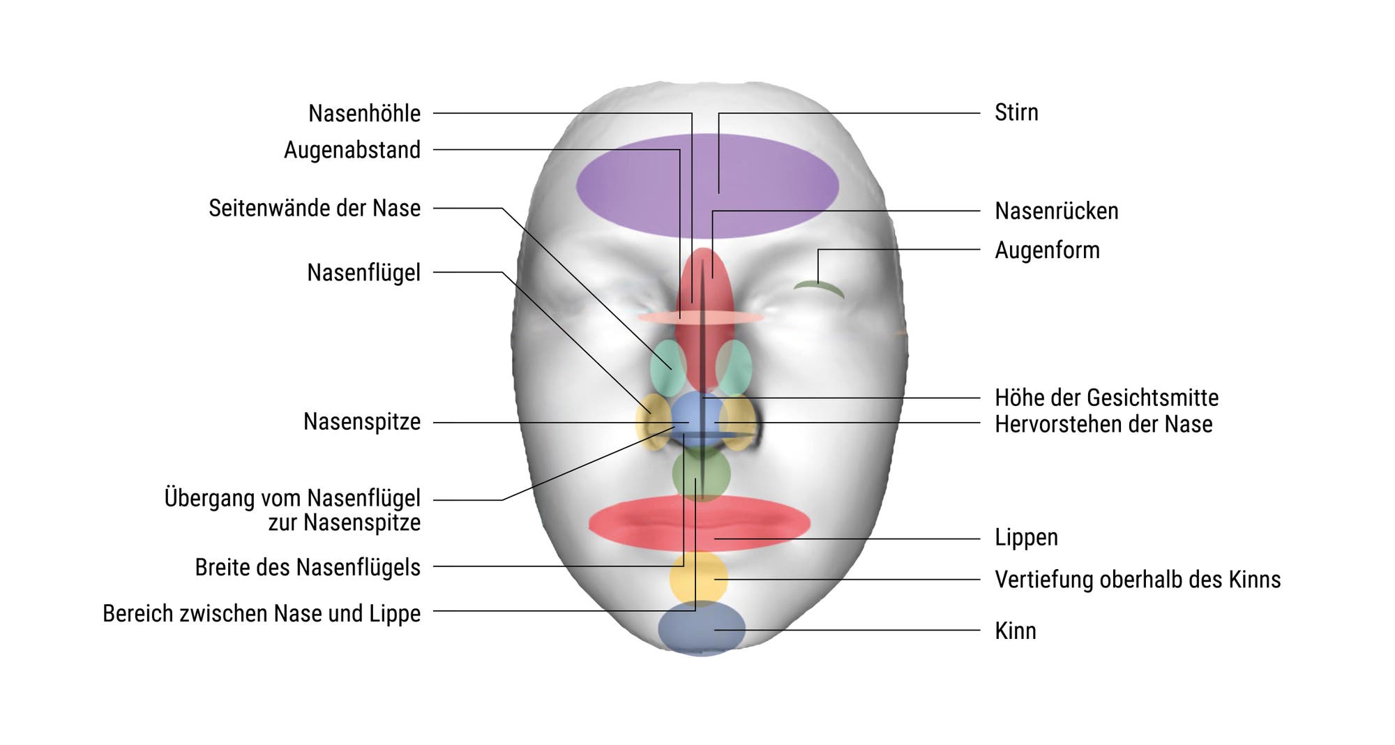 Schematisches Gesicht, in dem diejenigen Bereiche farbig markiert sind, deren genetischen Ursprung man bereits kennt.