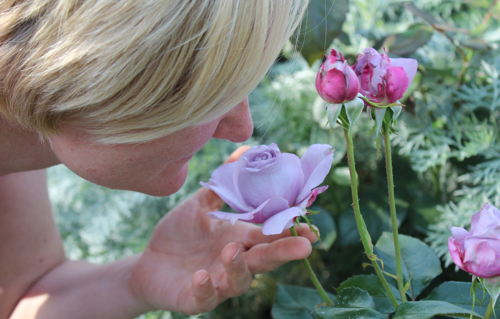 Frau riecht an Rosenblüte