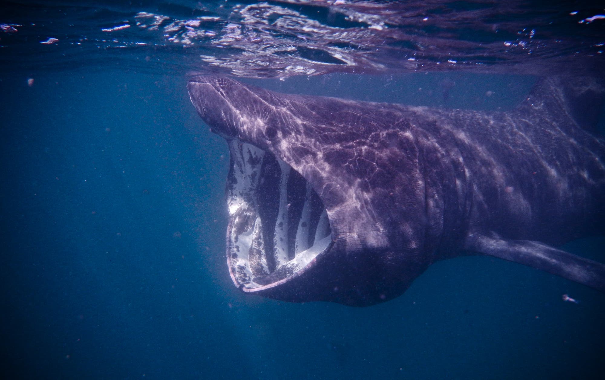 Riesenhai – der sanfte Gigant