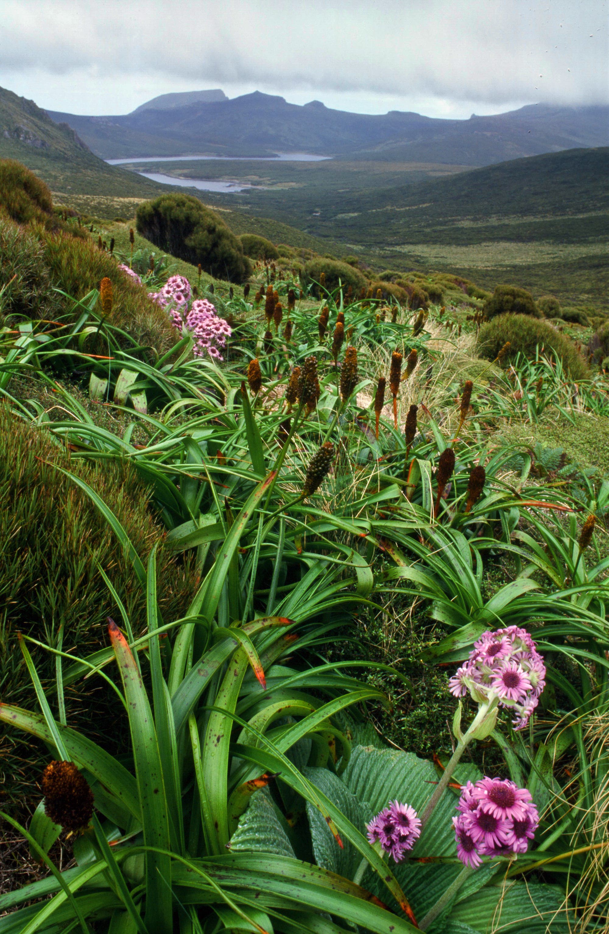 Riesenflora auf der Campbell-Insel im Südpazifik dank besonderer Blätter