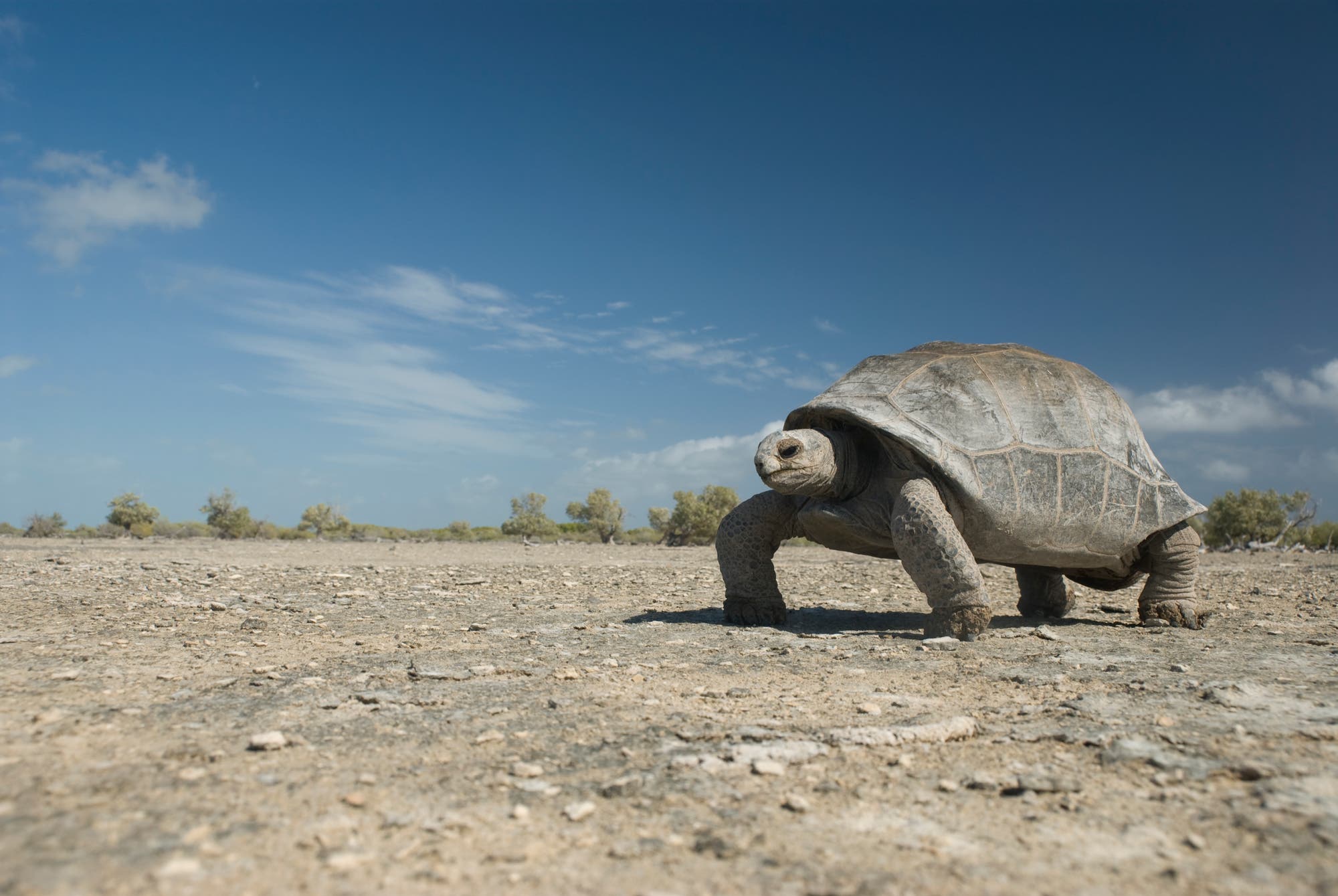 Riesenschildkröten – Überleben nur auf fernen Inseln