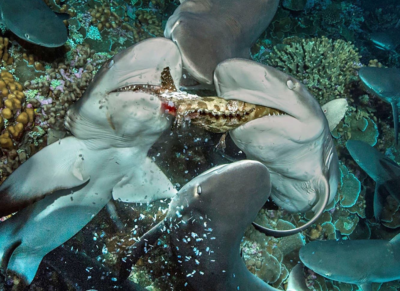 Graue Riffhaie streiten sich um Zackenbarsche