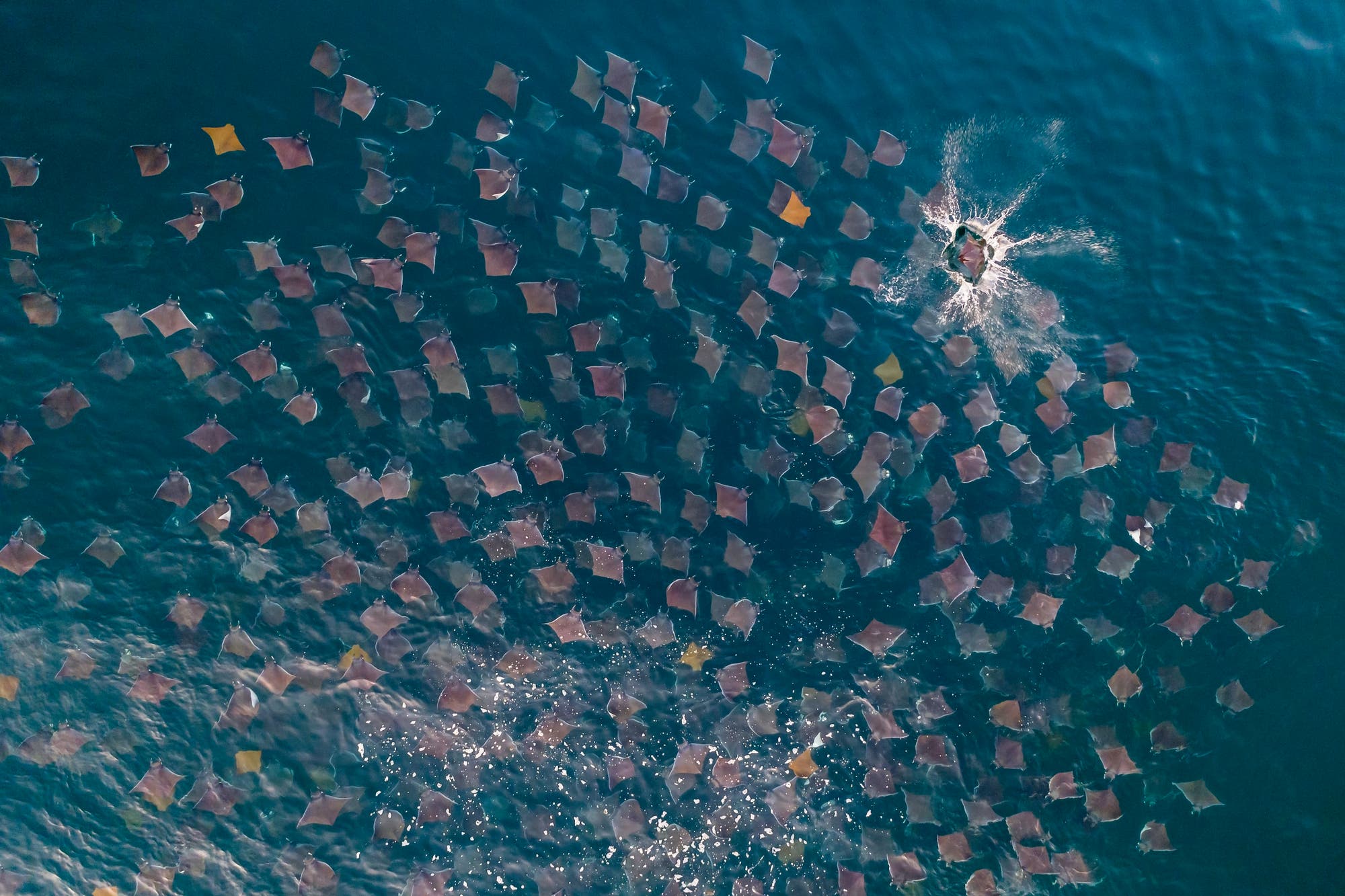 Kuhnasenrochen – goldene Segel im Meer