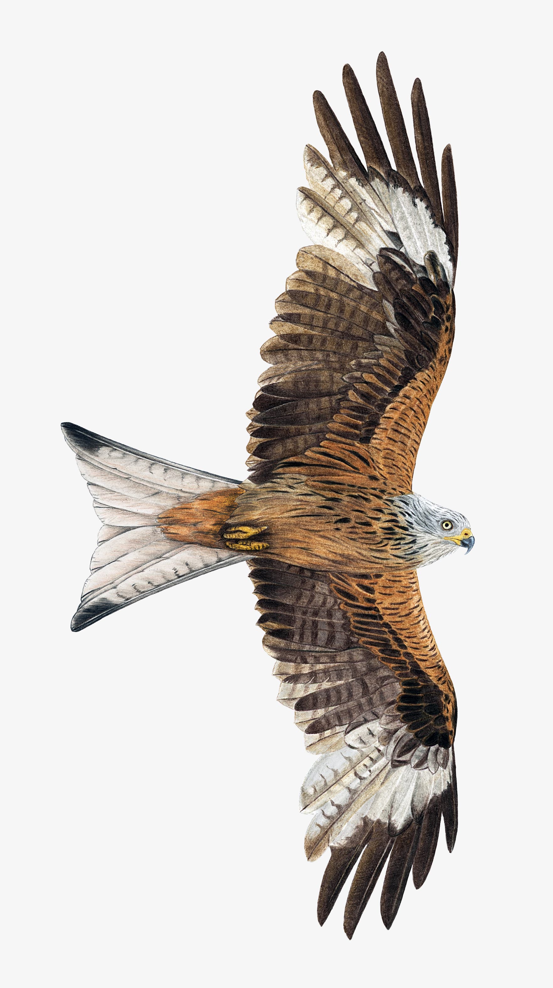 Eine detaillierte Illustration eines fliegenden Rotmilans mit ausgebreiteten Flügeln. Der Vogel hat ein rotbraunes Gefieder mit weißen und schwarzen Akzenten an den Flügelspitzen und einen hellen Kopf. Die Darstellung betont die Eleganz und Anmut des Vogels im Flug.