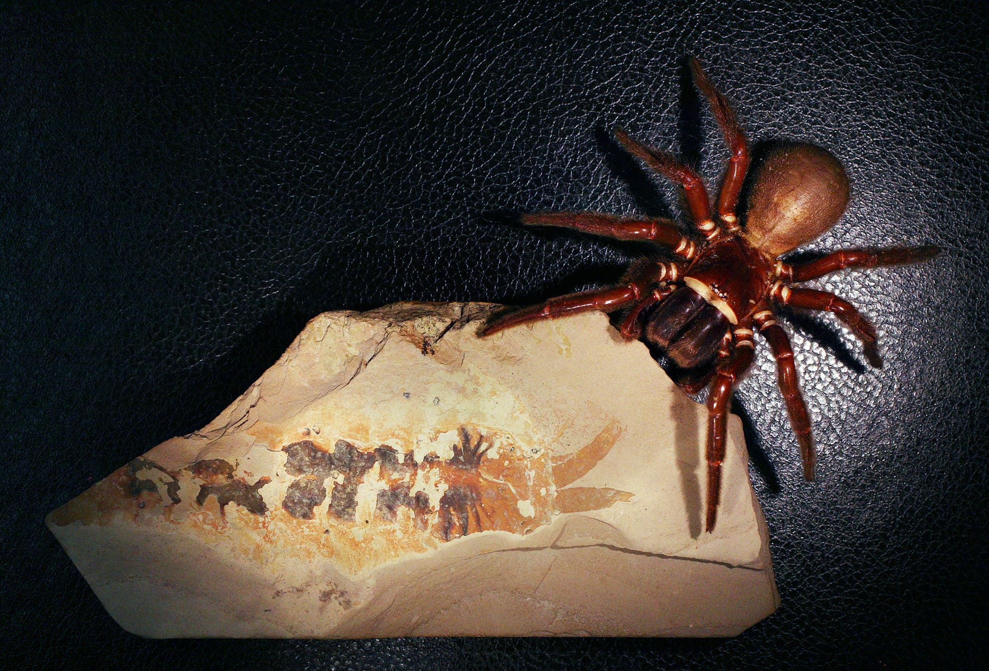 Eine Spinne sitzt auf einem dunklen Hintergrund neben einem Fossil des Kieferklauentr&auml;gers Megachelicerax cousteaui. Das Fossil zeigt die Umrisse eines urzeitlichen Gliederf&uuml;&szlig;ers mit segmentiertem K&ouml;rper und den f&uuml;r die Gruppe charakteristischen Zangen, den sogenannten Cheliceren am ersten Kopfsegment.