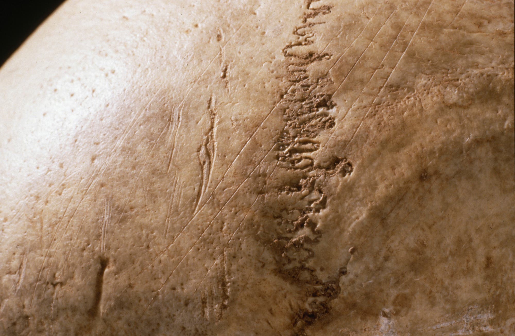 Schnittmarken auf einem menschlichen Knochen aus der Gough's Cave. 