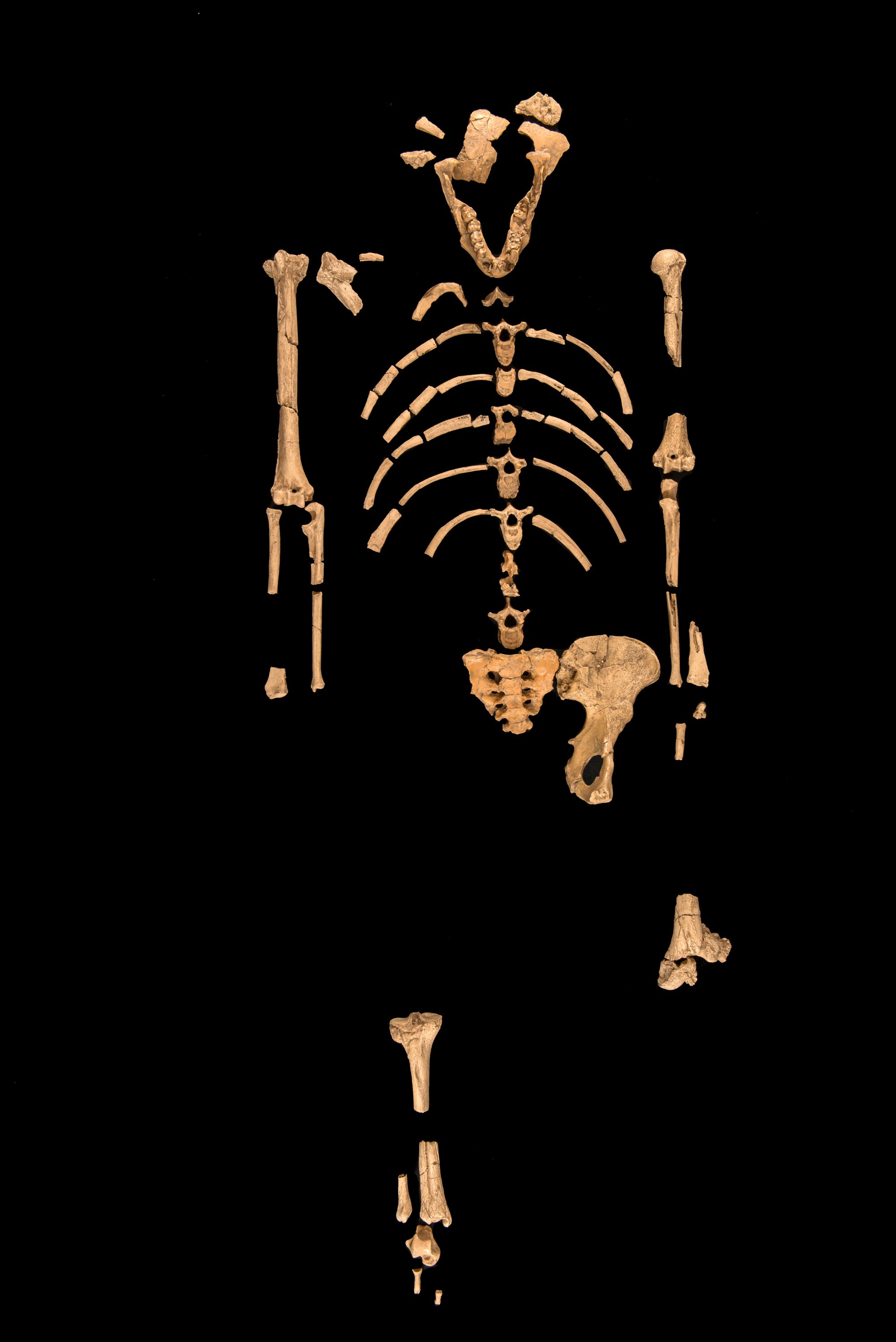 Skelett von Australopithecus afarensis (»Lucy«)