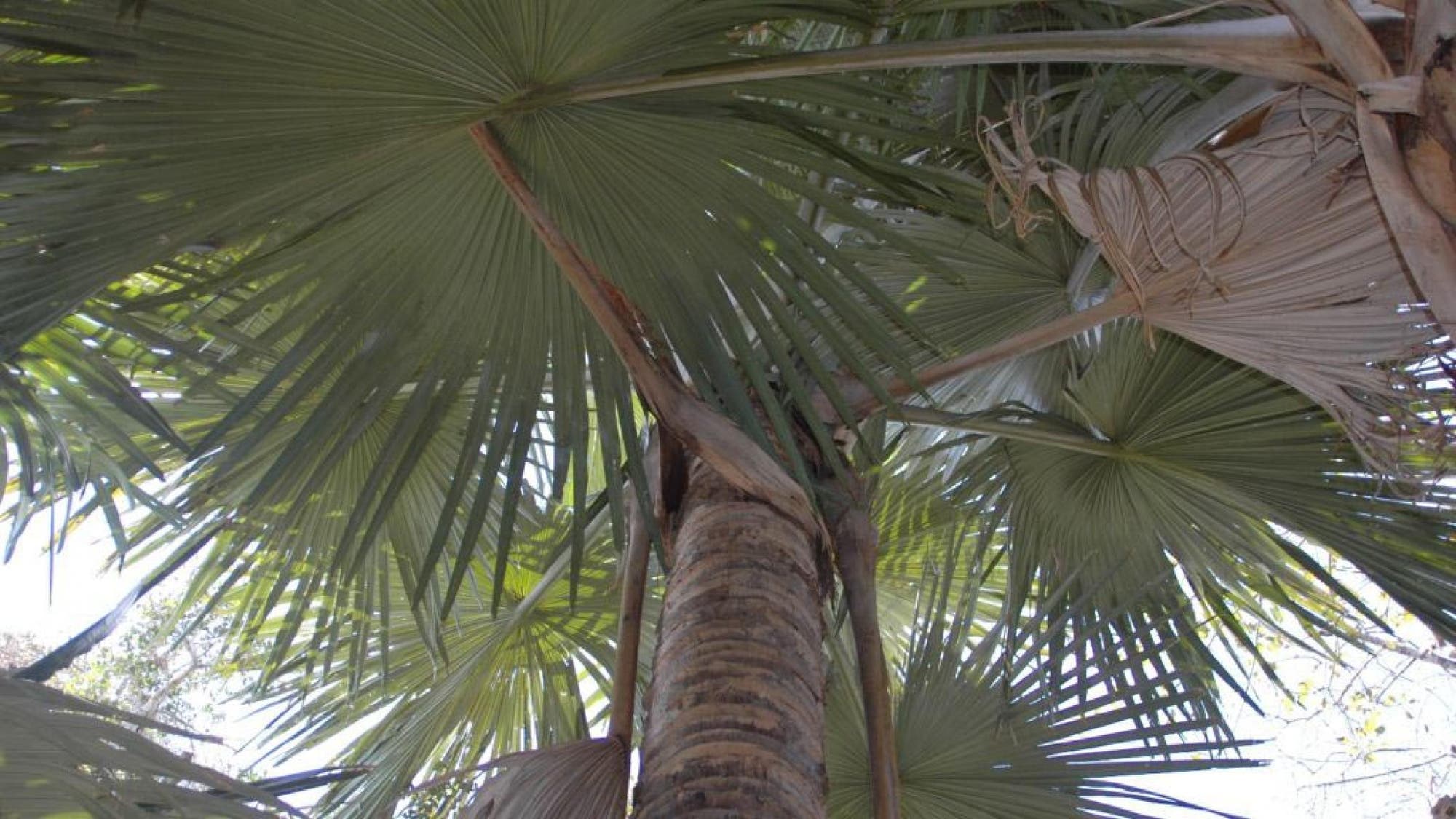 Tahina spectabilis  – einer der seltensten Bäume der Erde
