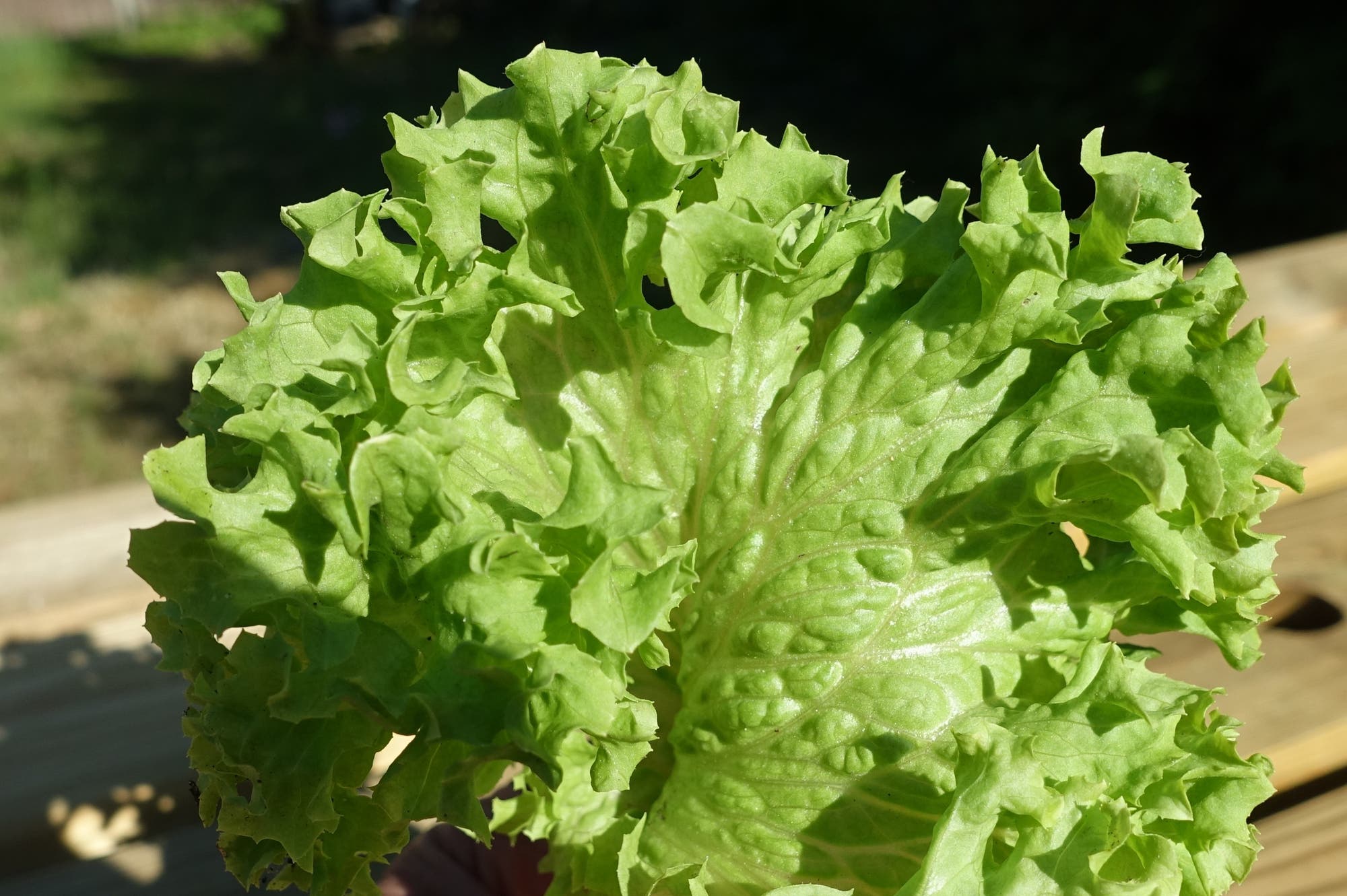 Eine frisches, grünes Salatblatt mit krausen Rändern liegt in der Sonne. Darunter ist unscharf ein Holztisch zu sehen.