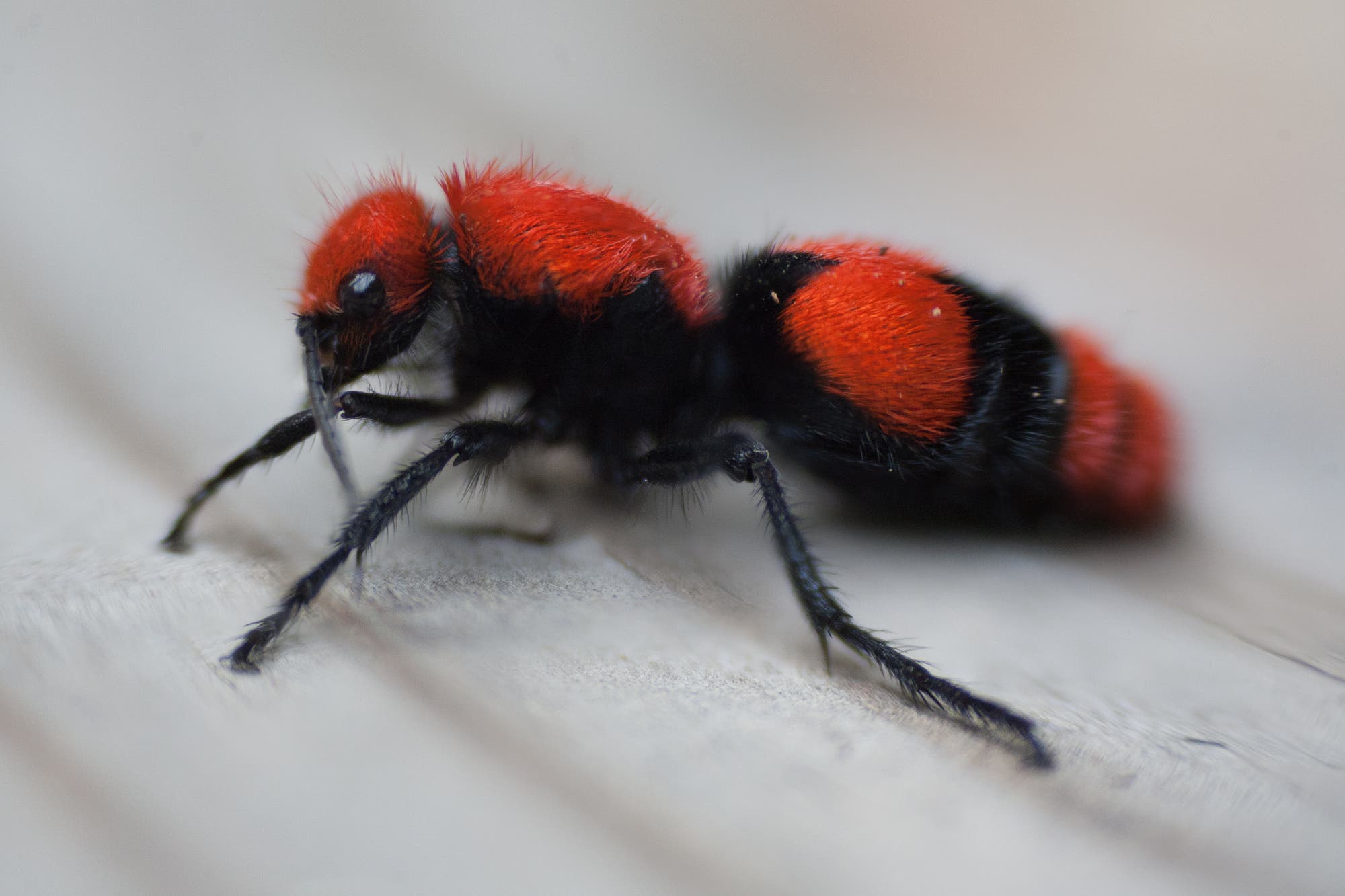 Eine schwarz-orangefarbene, flauschige Wespe ohne Flügel, die aussieht wie eine Ameise.