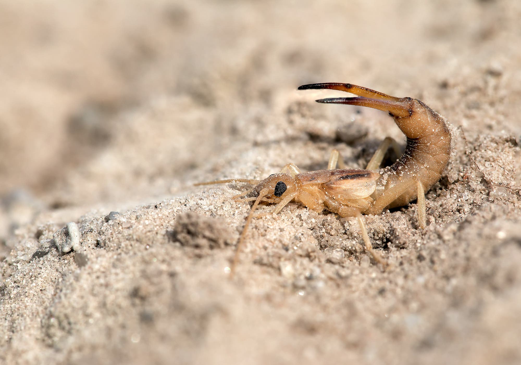 Der Sandohrwurm ist ein typischer Bewohner offener, vegetationsfreier Sandflächen