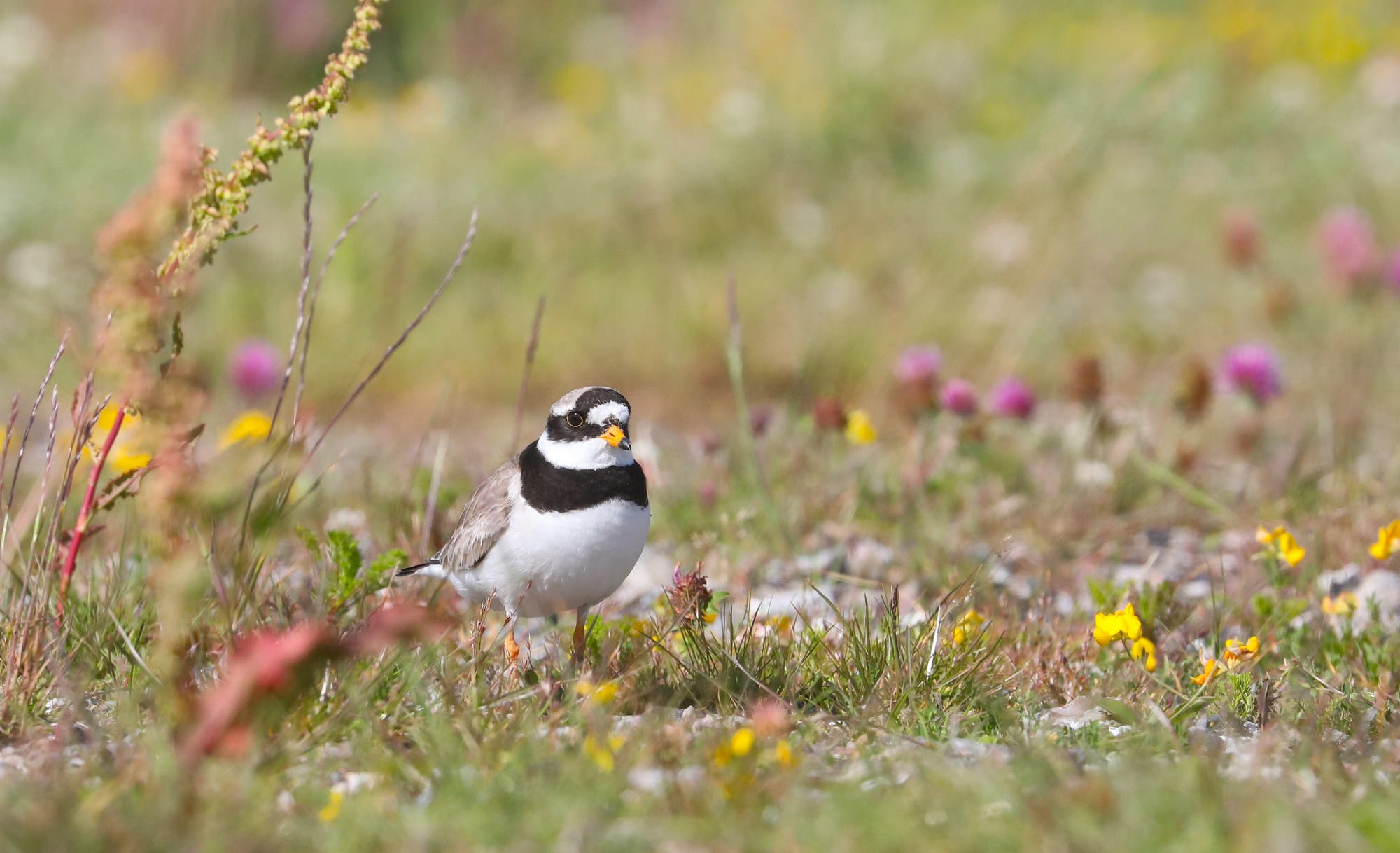 Ein kleiner Vogel mit braunem Rücken, weißem Bauch und schwarzem Kopfstreifen steht auf einer Wiese mit bunten Wildblumen. Der Hintergrund ist unscharf, was den Fokus auf den Vogel lenkt. Die Szene vermittelt einen ruhigen, natürlichen Lebensraum.