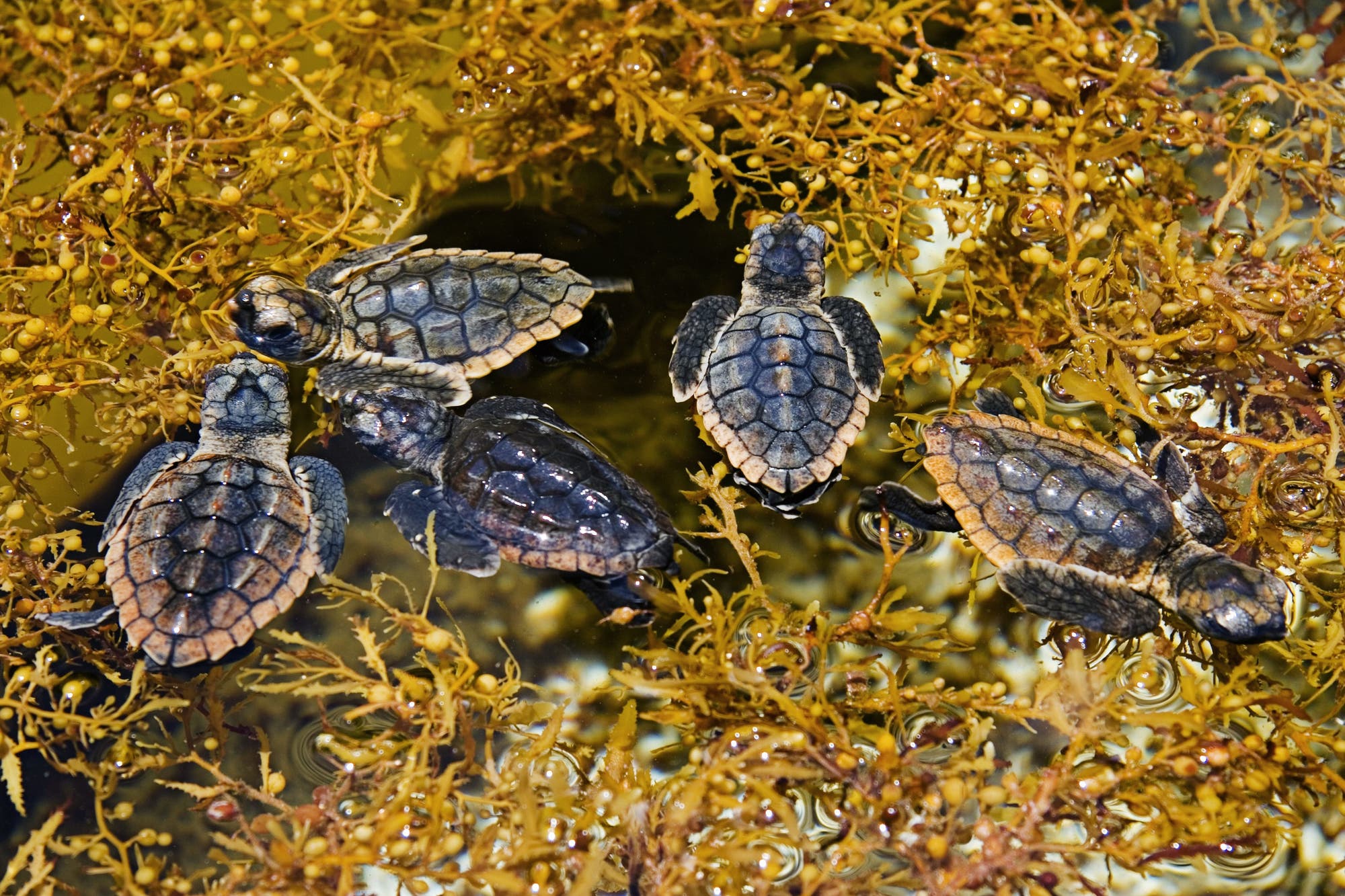 Meeresschildkröten unter Braunalge