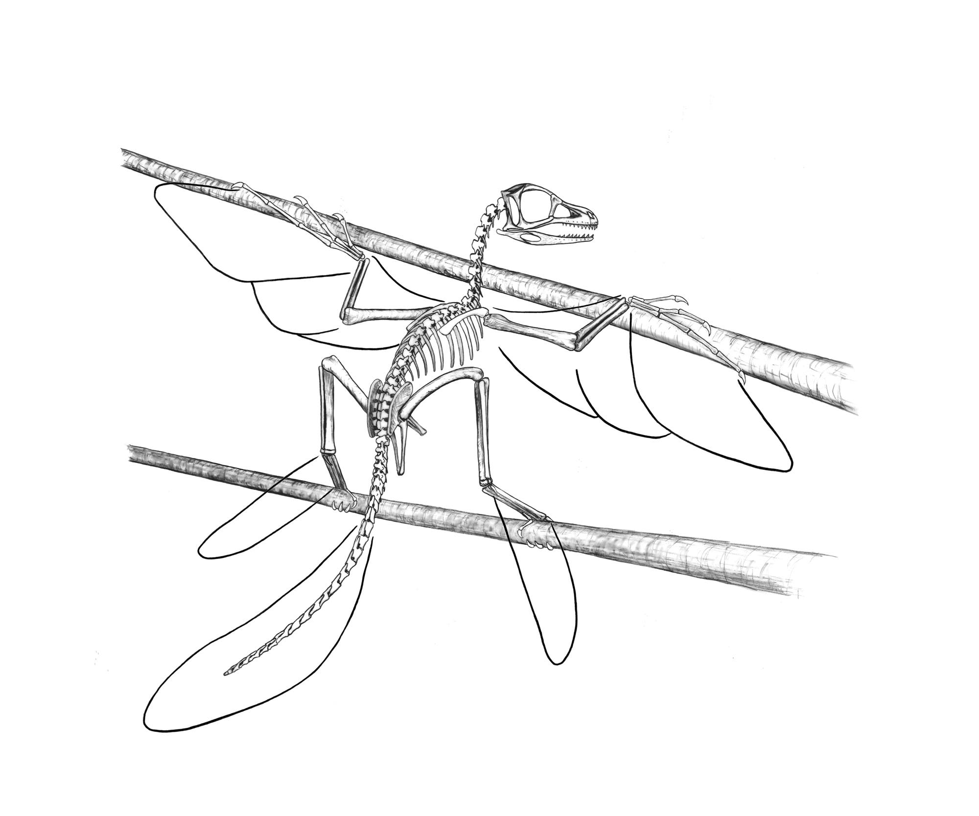 Früher Vogelvorfahr Scansoriopteryx-Fossil