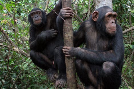 Schimpansen in ihrem Reservat