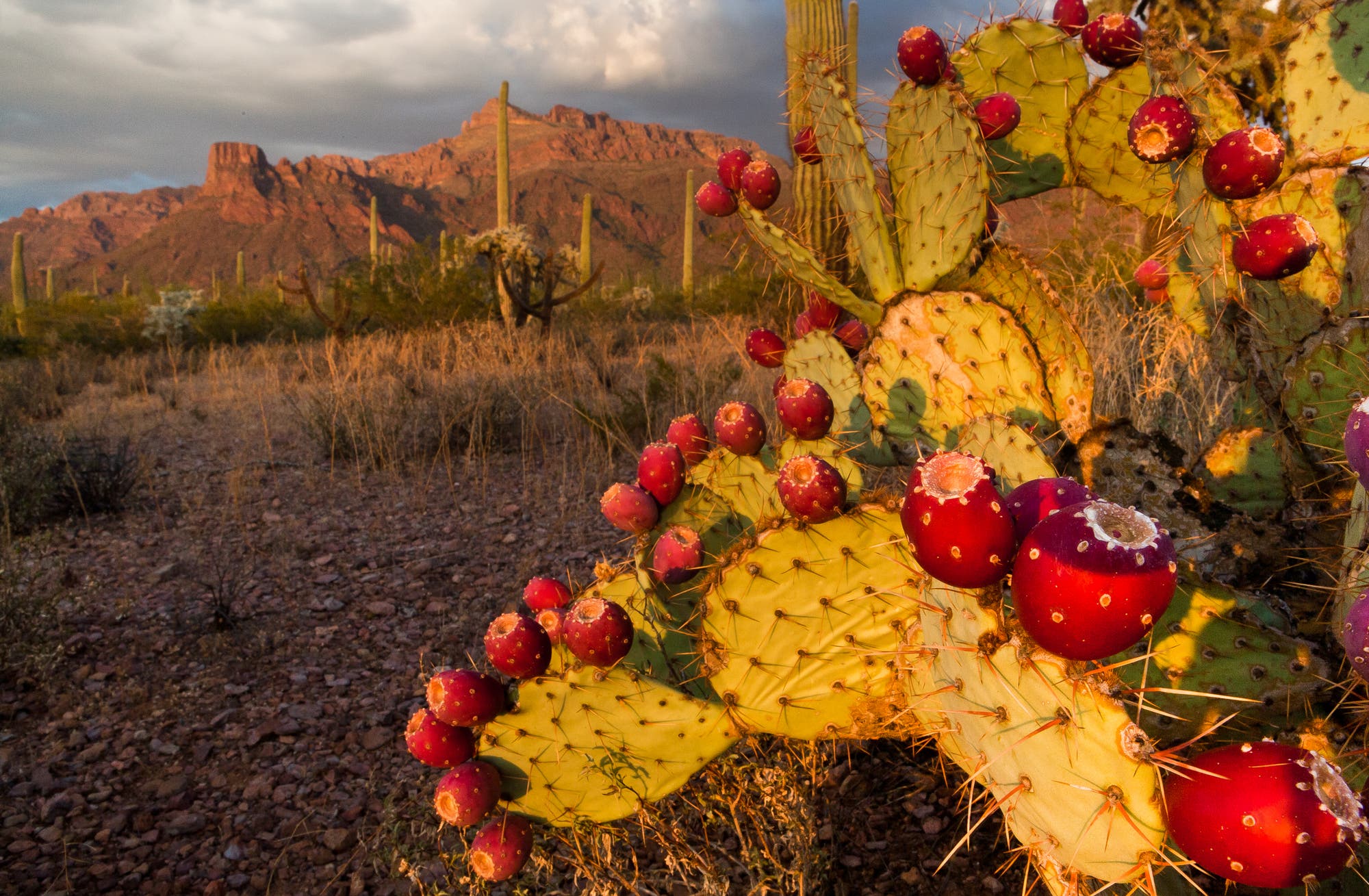 Fruchtende Kakteen im Organ Pipe Cactus National Monument
