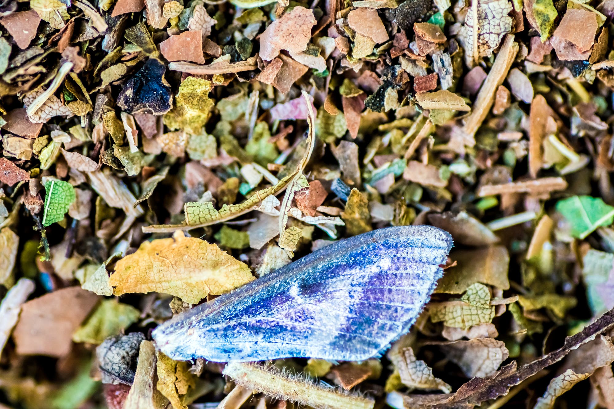 Symbolbild für die Insektenkrise? Ein abgerissener Schmetterlingsflügel liegt am Boden – und kümmert wahrscheinlich nur wenige Menschen.