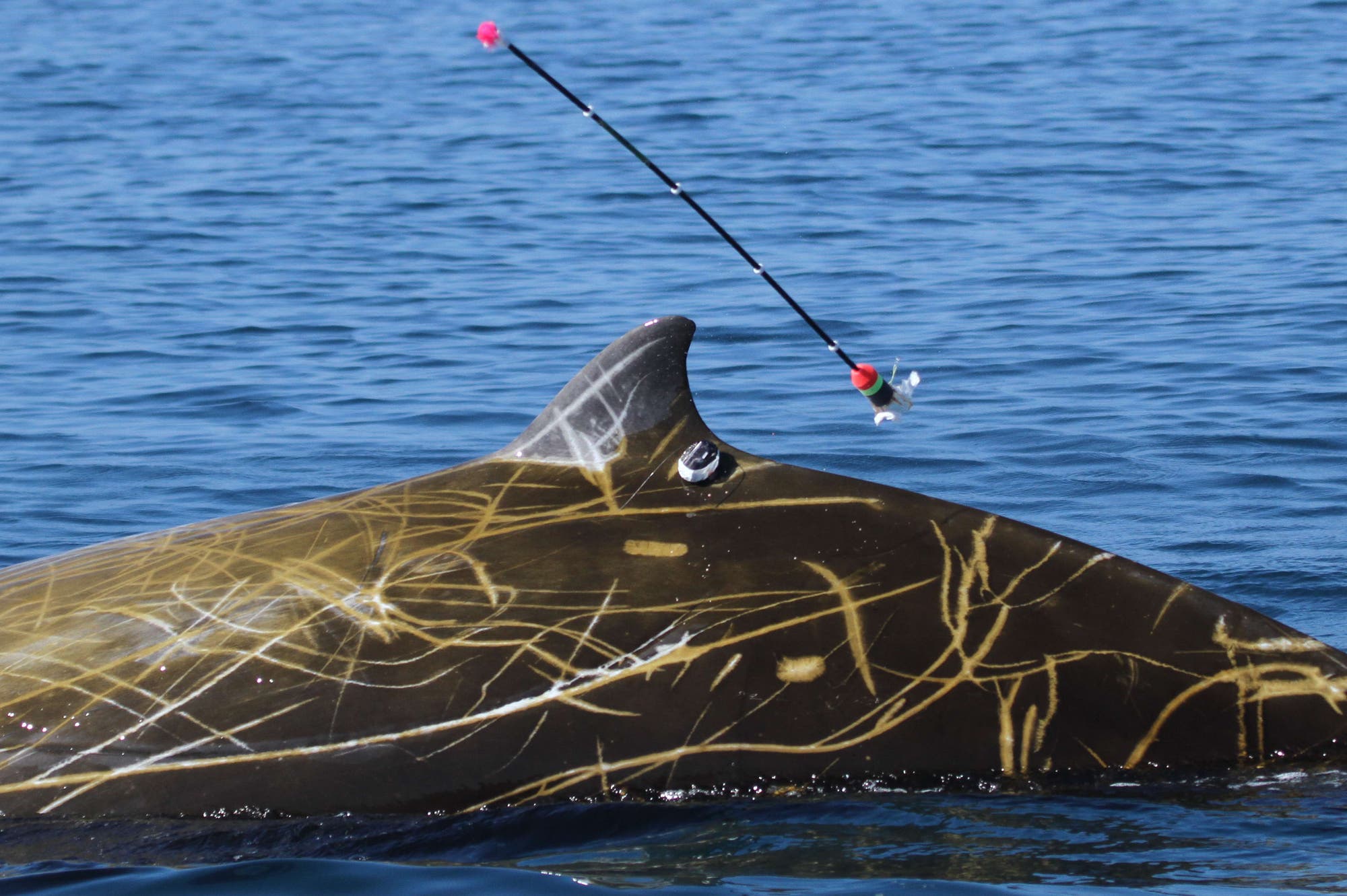 Cuvier-Schnabelwal – keiner taucht tiefer