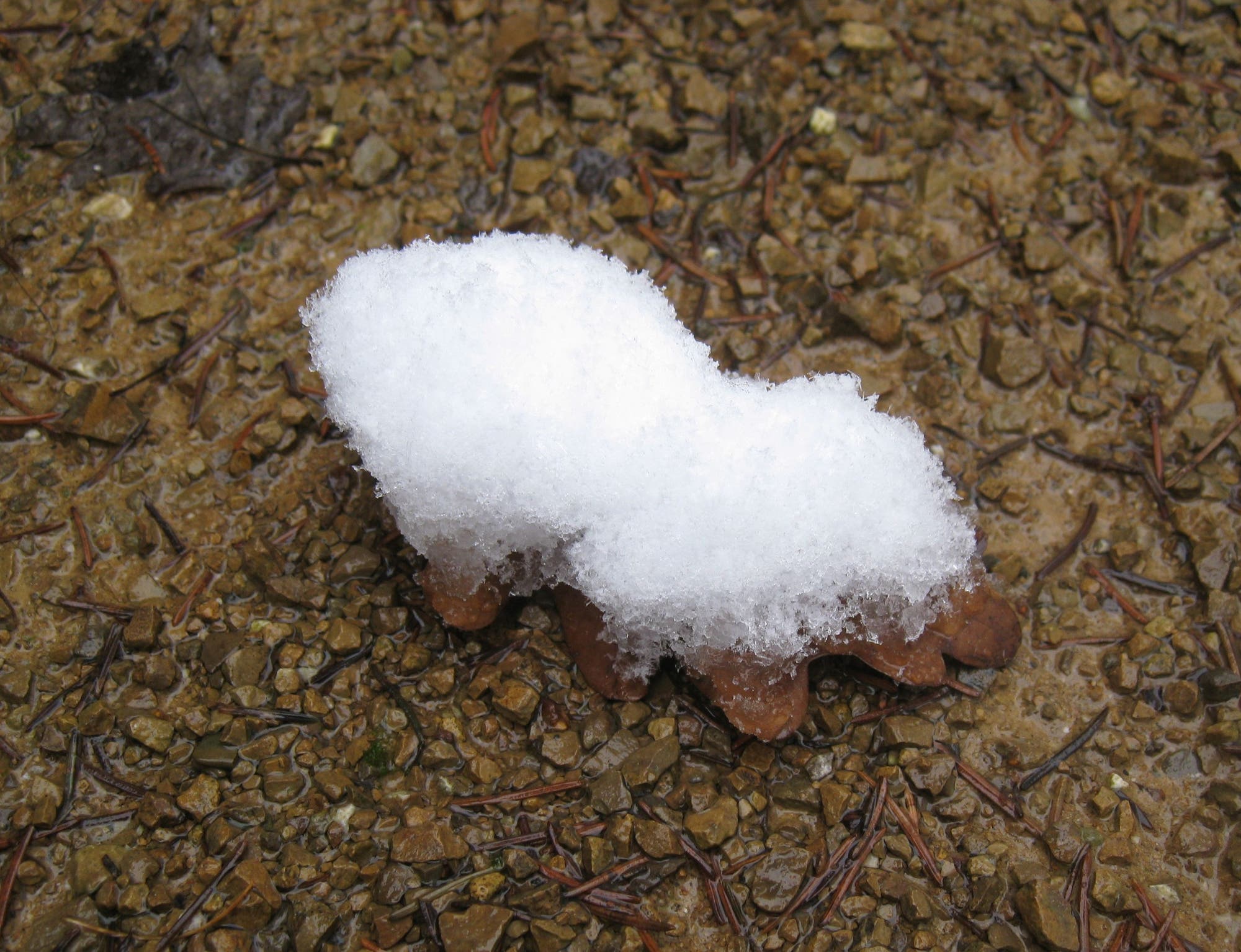 Eine auf einem Blatt gelandete Portion Schnee ist vom warmen Boden isoliert