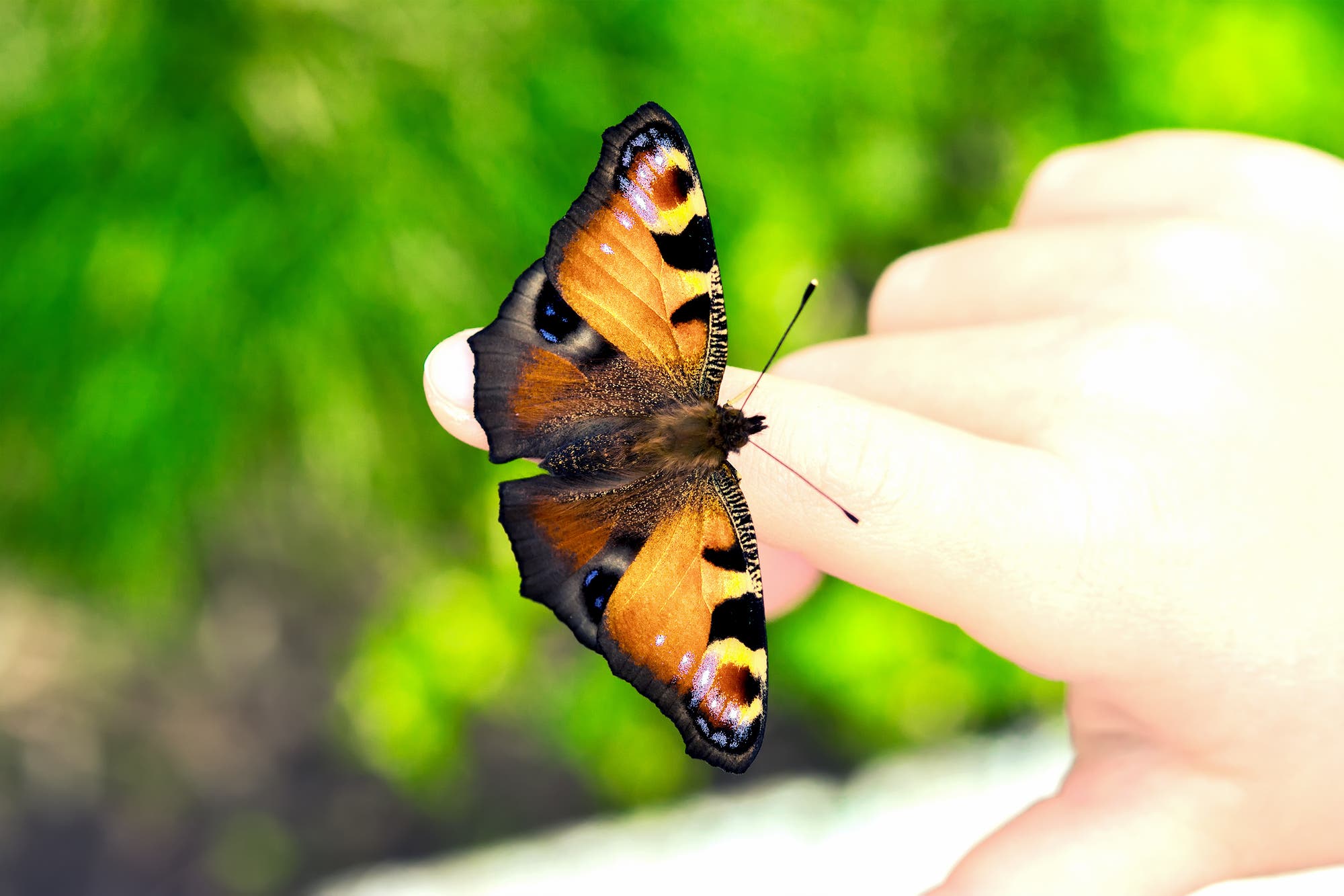 Ein Schmetterling – Tagpfauenauge – ist auf einer Kinderhand gelandet