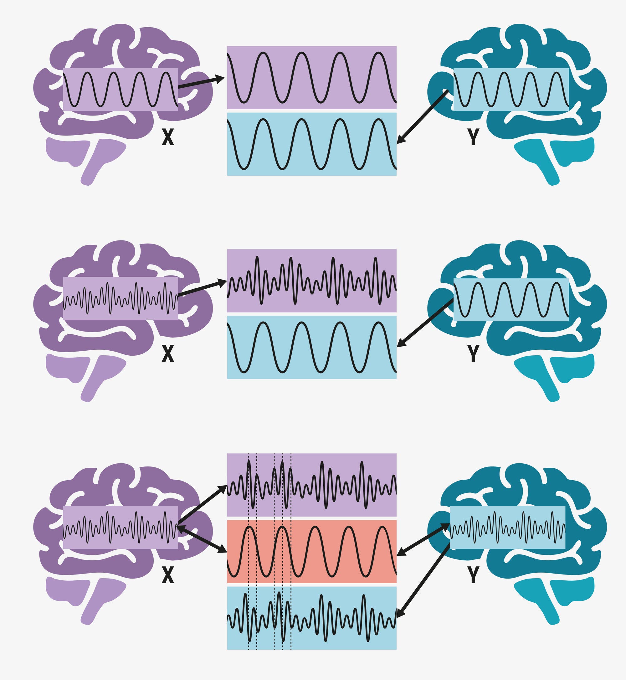 Diagramm, das die Überlagerung von Hirnwellenmustern zeigt. Oben: Zwei Gehirne, links in Lila und rechts in Blau, sind durch Pfeile mit zwei Wellenformen verbunden. Die lila Wellenform zeigt eine höhere Frequenz, während die blaue eine niedrigere Frequenz hat. In der Mitte: Ähnliche Darstellung mit leicht veränderten Wellenformen. Unten: Beide Wellenformen werden kombiniert, um eine komplexere Wellenform zu erzeugen, die durch Pfeile mit beiden Gehirnen verbunden ist. Dies veranschaulicht die Interaktion und Überlagerung von Hirnwellenaktivitäten.