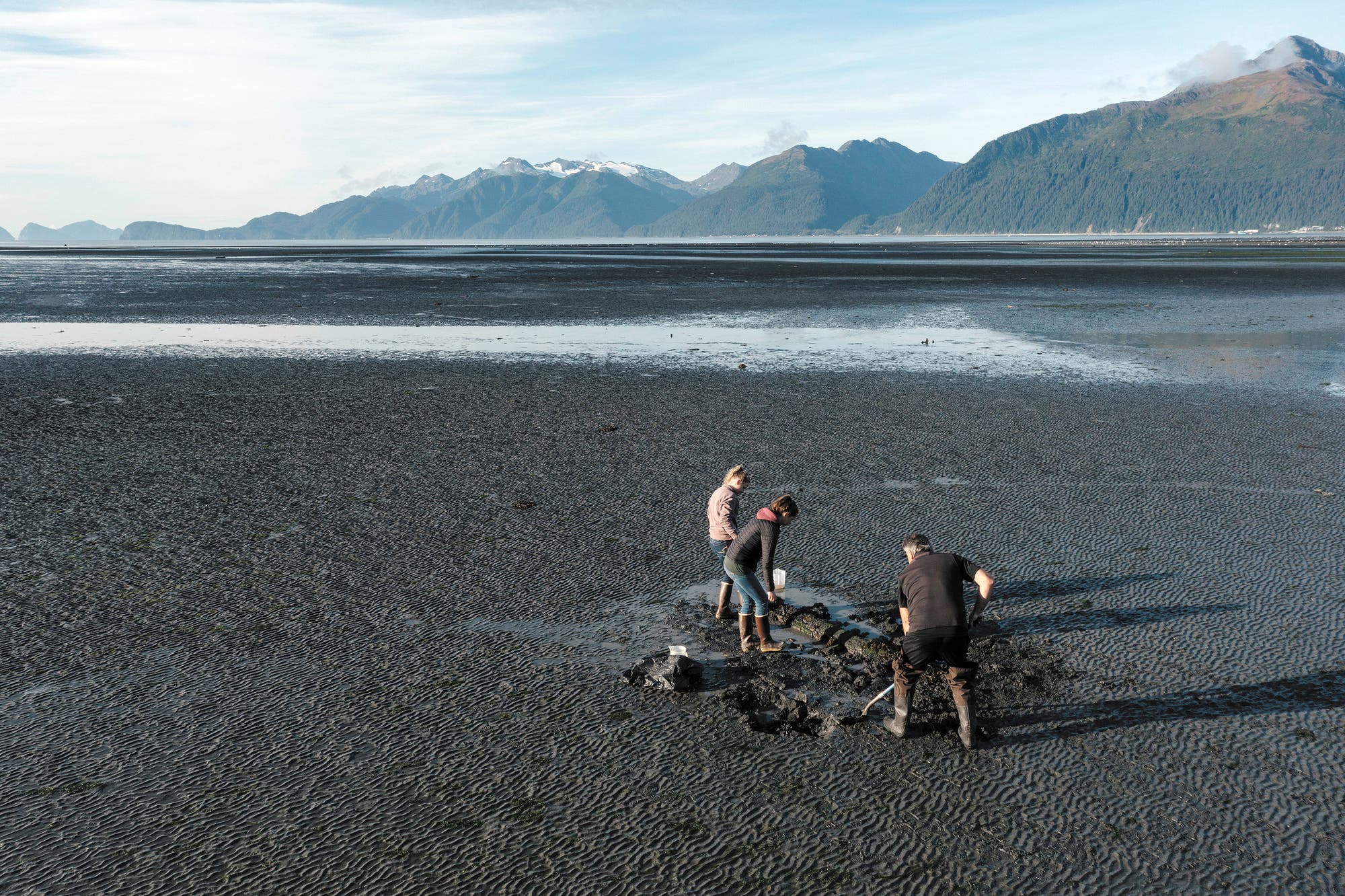 Wissenschaftler des Alutiiq Pride Marine Institute graben nahe der Stadt Seward (Alaska) nach Muscheln, um diese auf Algentoxine zu untersuchen.