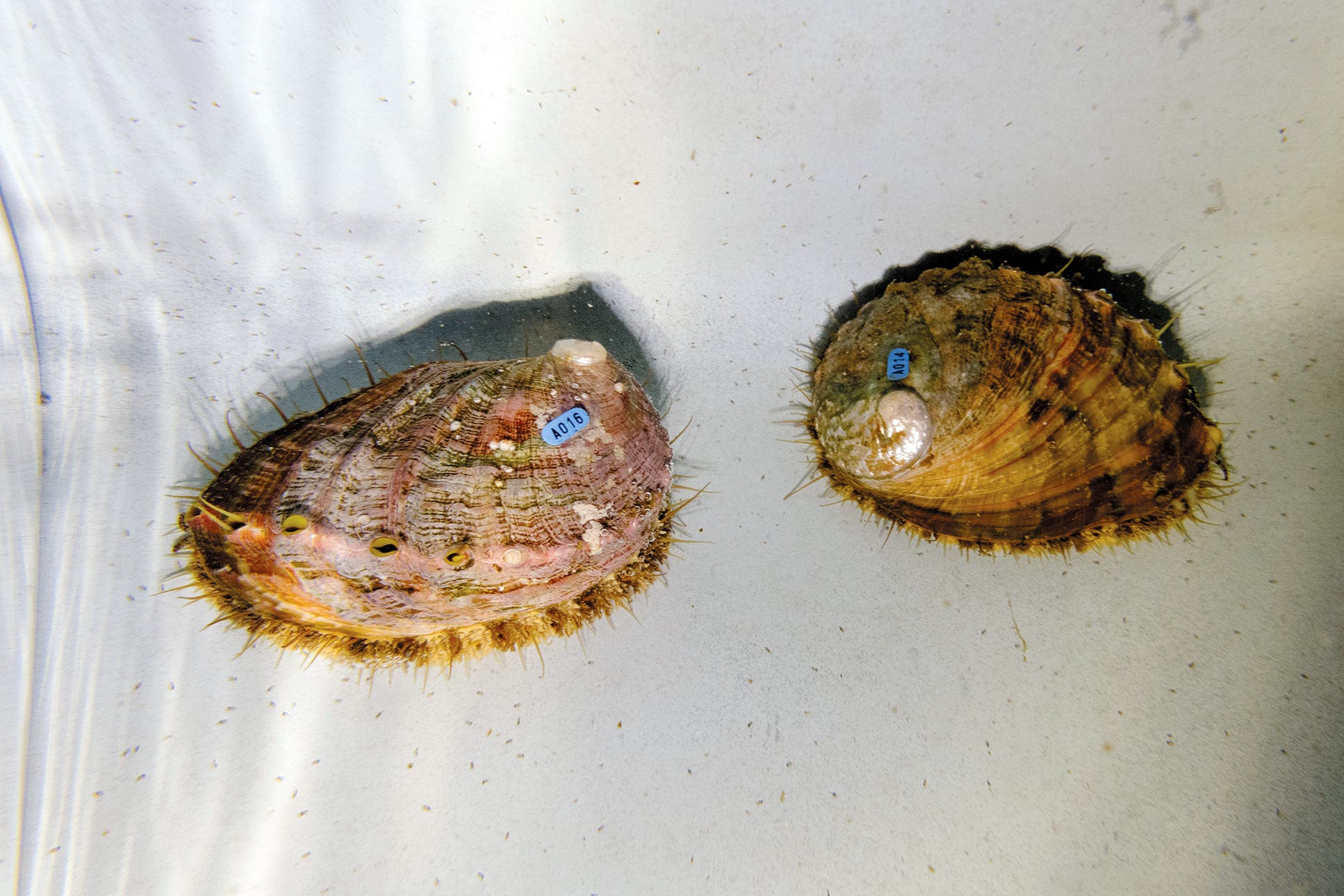 Meerohren zählen zu den Schnecken und werden von indigenen Küstenbewohnern in großen Mengen verzehrt. Die Mitarbeiter des Alutiiq Marine Pride Institute züchten sie zu Forschungszwecken.