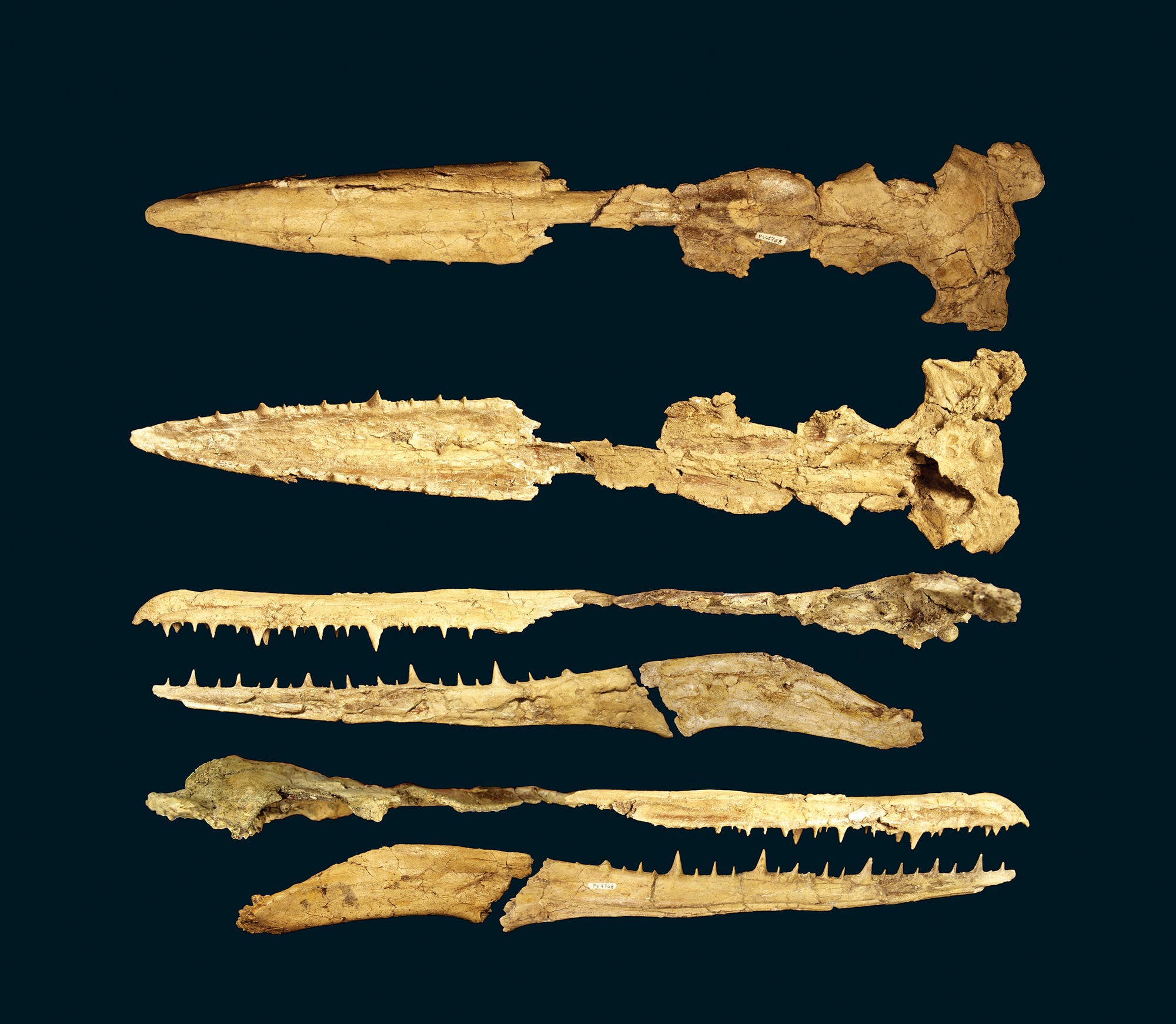 Fossile Schädel der Pelagornithiden