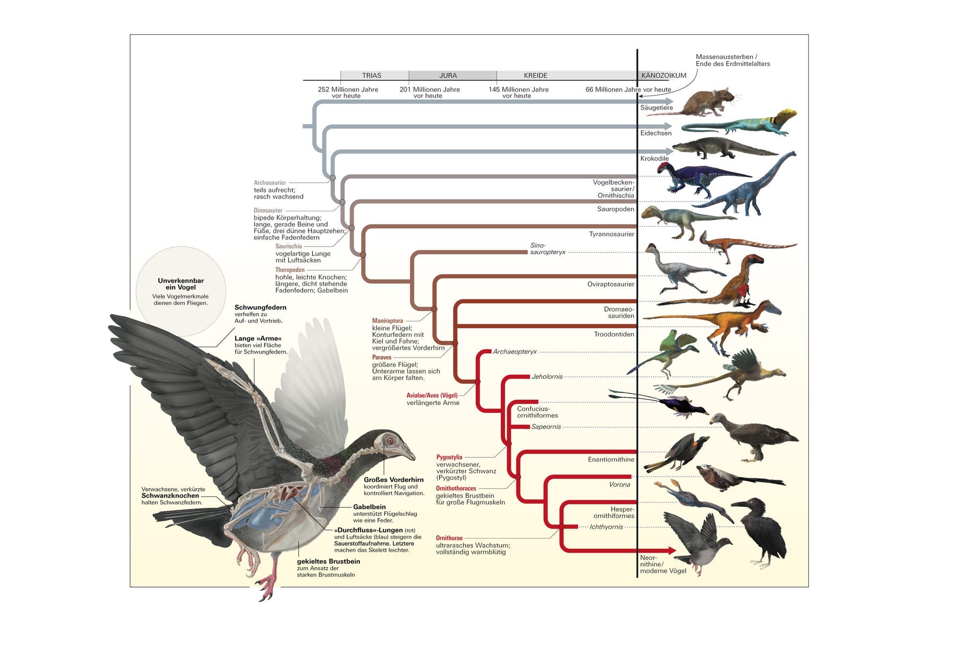 Evolution der Vögel