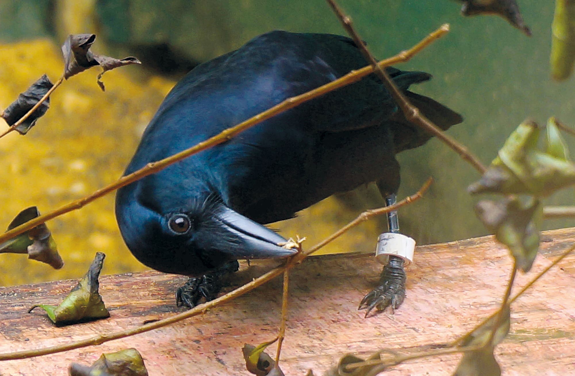 Eine Geradschnabelkrähe nutzt einen Zweig als Werkzeug, um an leckere Maden zu gelangen.