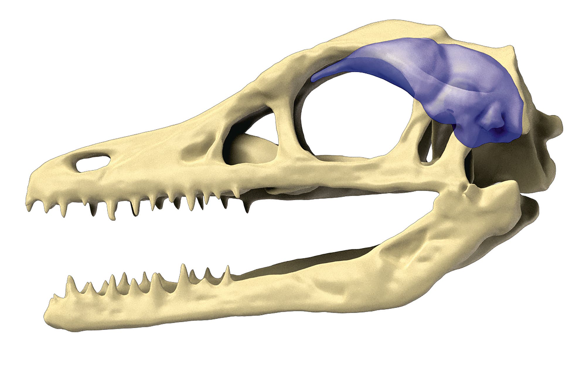 Natural and virtual skull casts