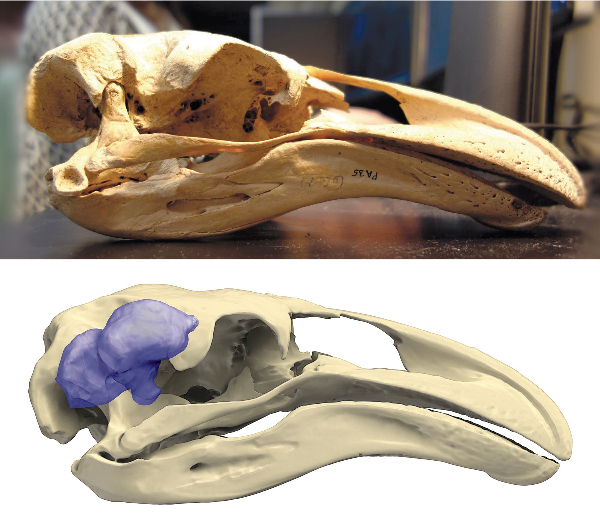 Dinornis robustus Schädel und virtueller Ausguss mit Gehirn