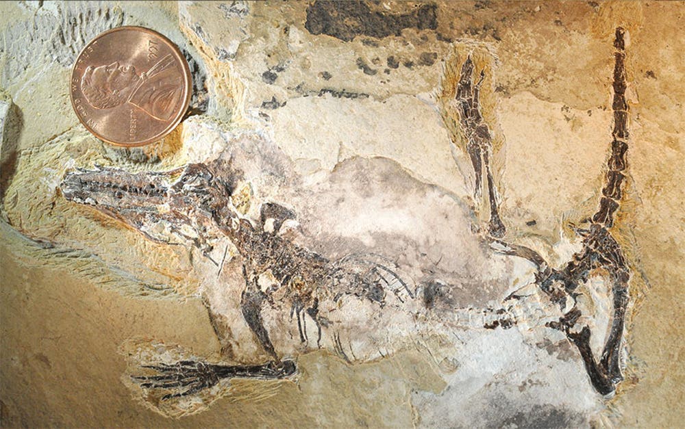 Fossil des Säugerartigen <em>Agilodocodon scansorius</em>