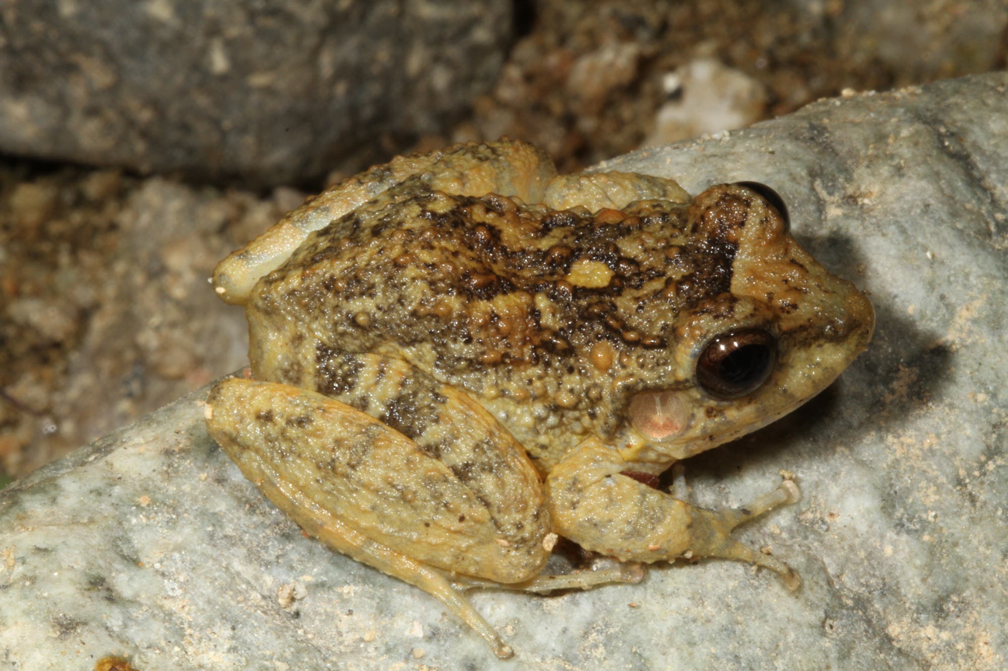 Craugastor rugulosus wurde vom Chytridpilz stark dezimiert. Die Zerstörung seines Lebensraums bedroht den Frosch zusätzlich.