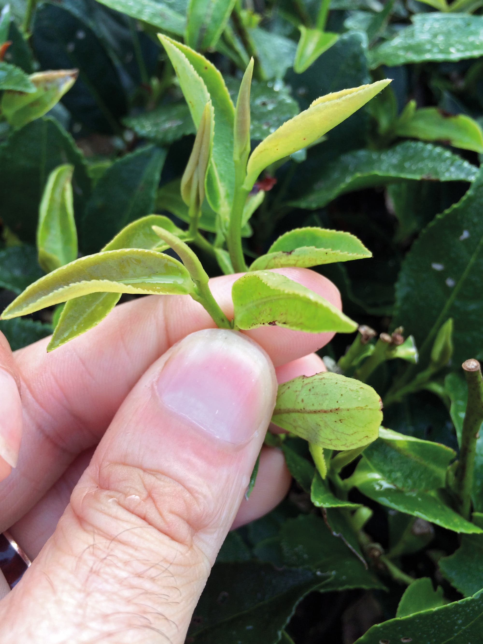 Von Teezikaden geschädigte Blätter einer Teepflanze