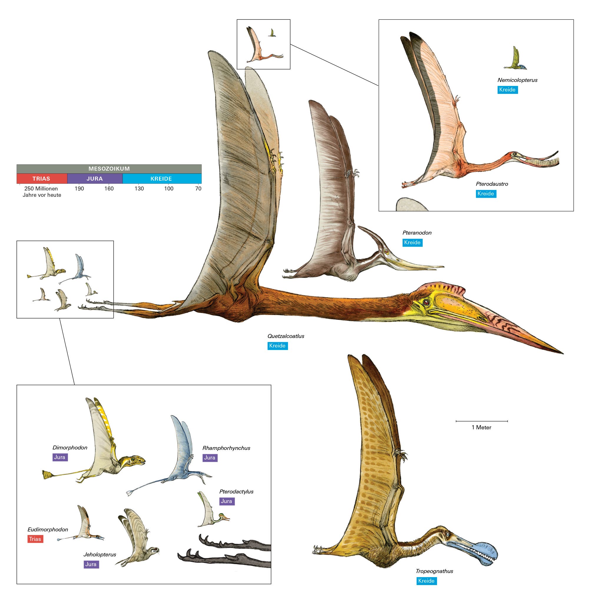 Groß und gruselig: Sämtliche Pterosaurier besaßen eigenartige Proportionen.