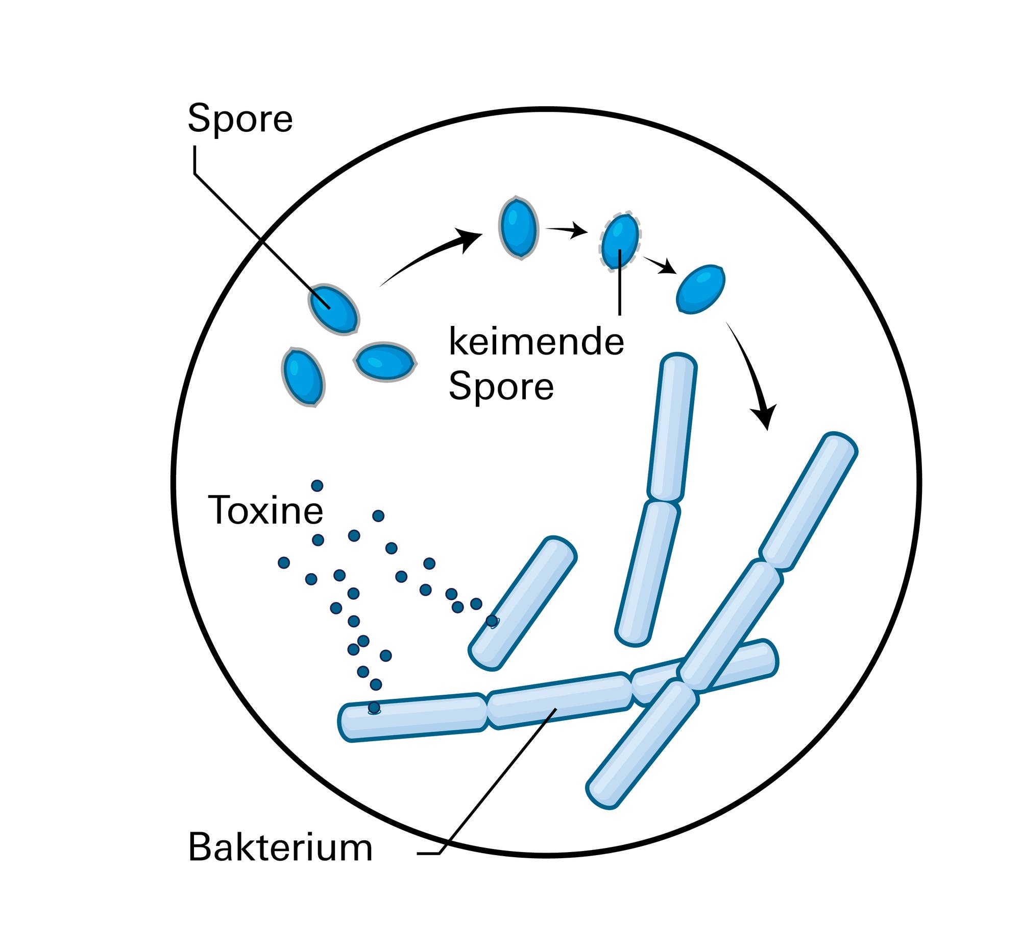 Das Milzbrandbakterium kommt in zwei verschiedenen Formen vor: entweder als stäbchenförmiges Bakterium oder als widerstandsfähige Spore